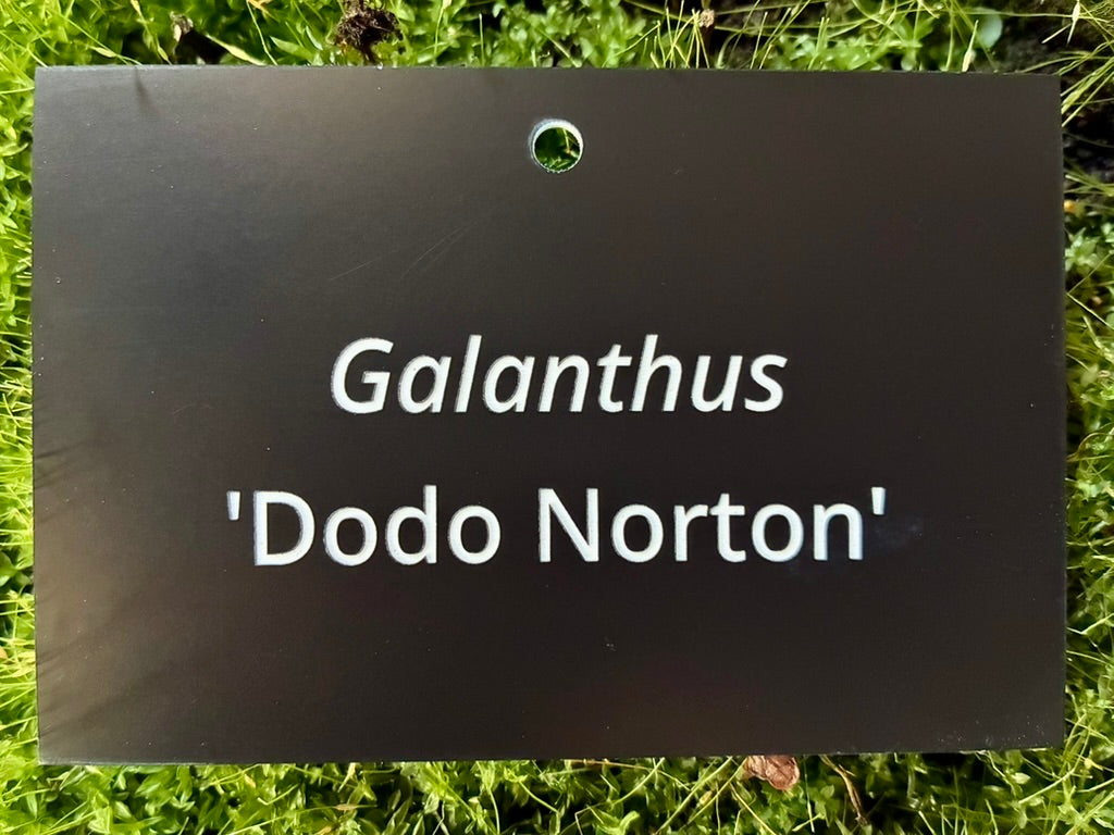 Galanthus 'Dodo Norton' - Plant label
