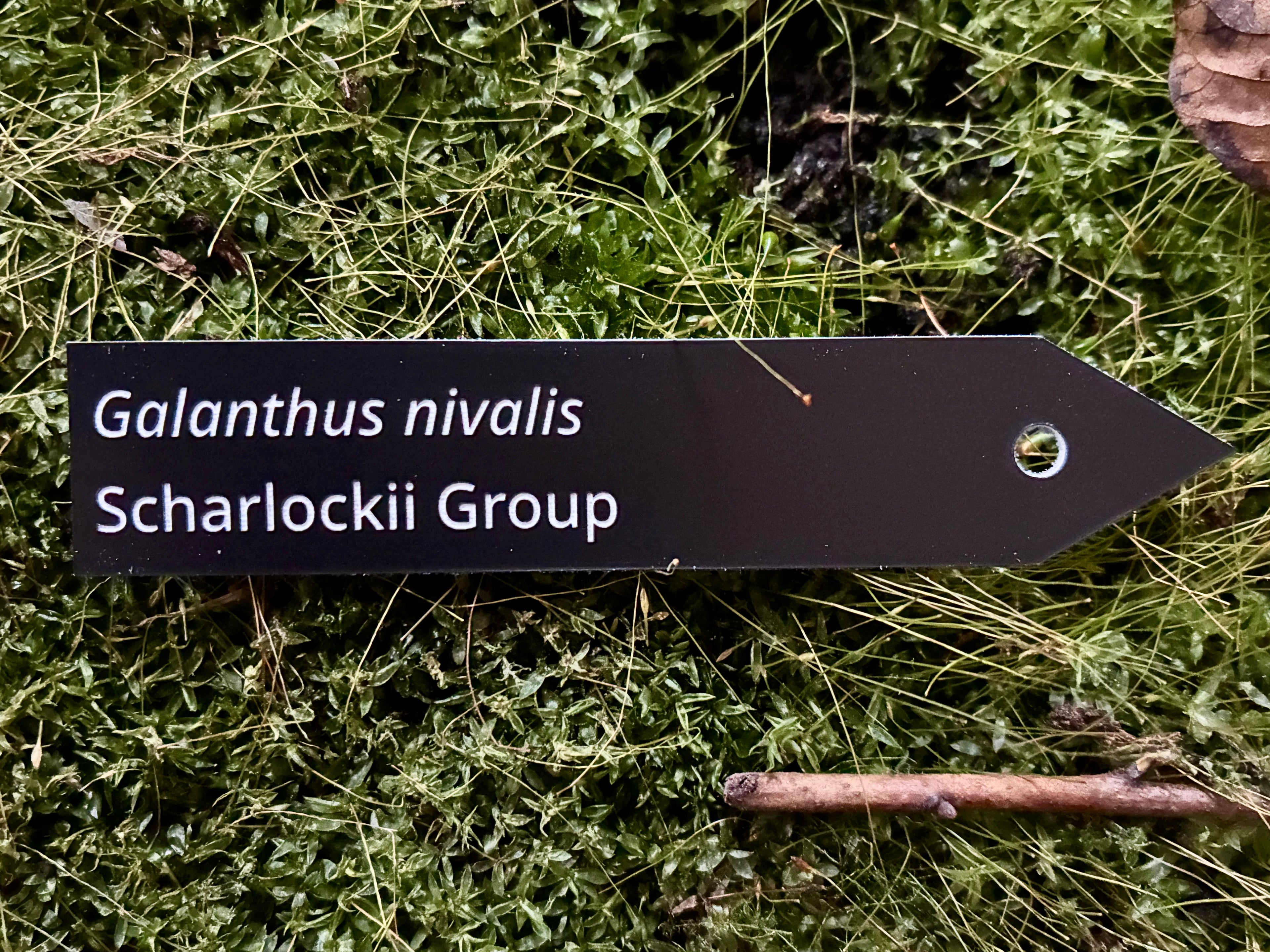 Galanthus nivalis Scharlockii Group - Plant label