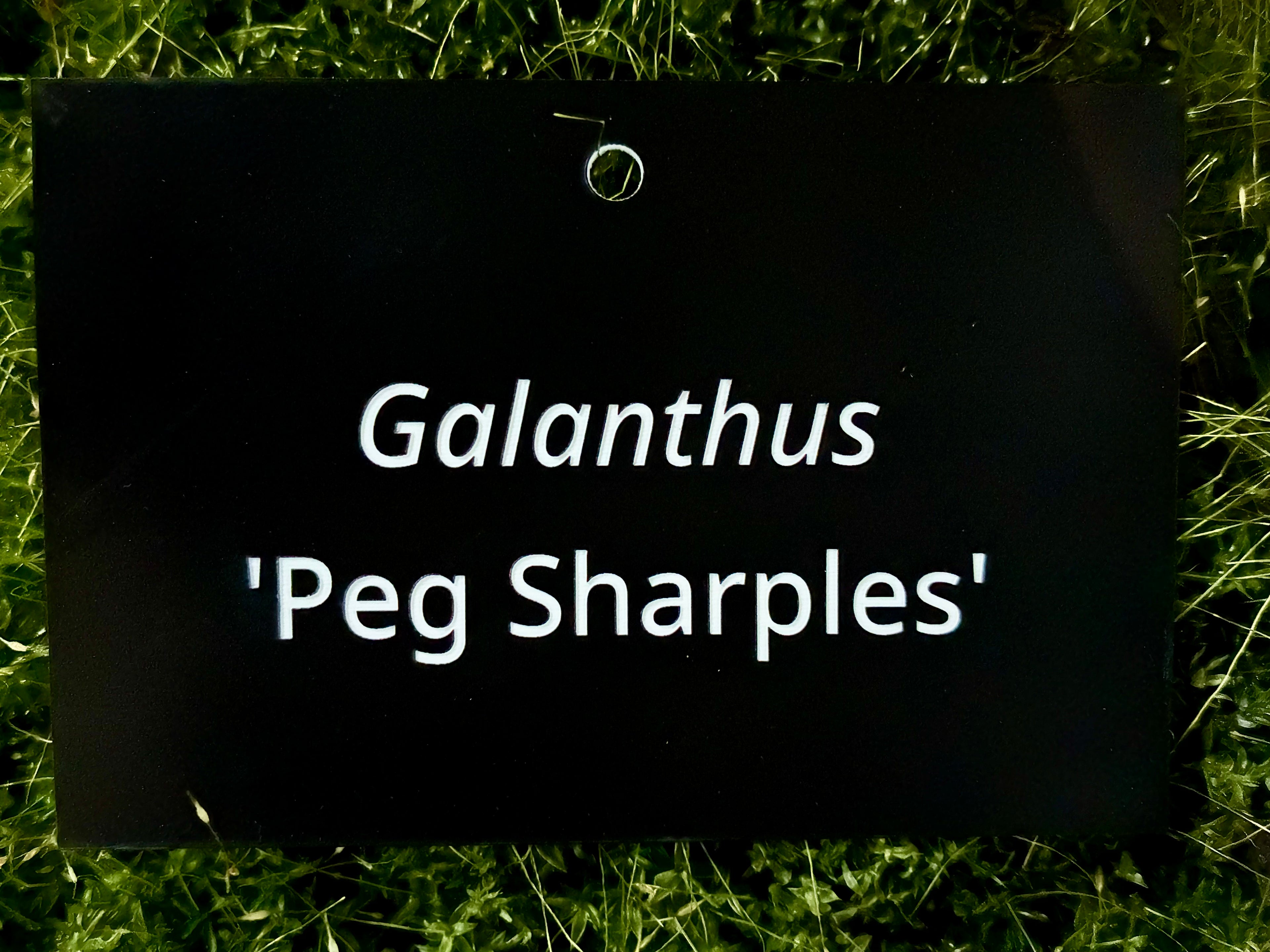 Galanthus 'Peg Sharples' - Plant label
