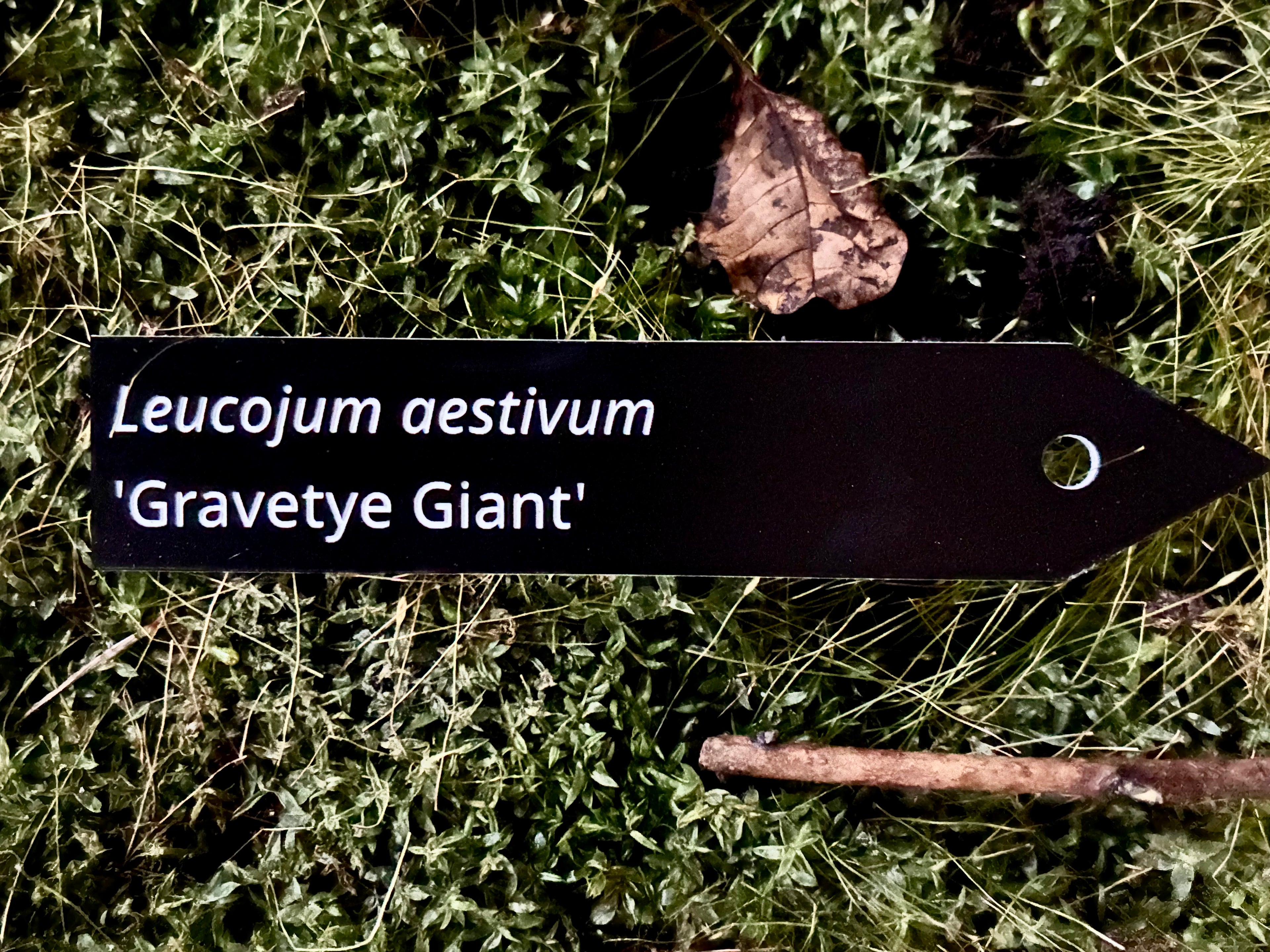 Leucojum aestivum 'Gravetye Giant' - Plant label