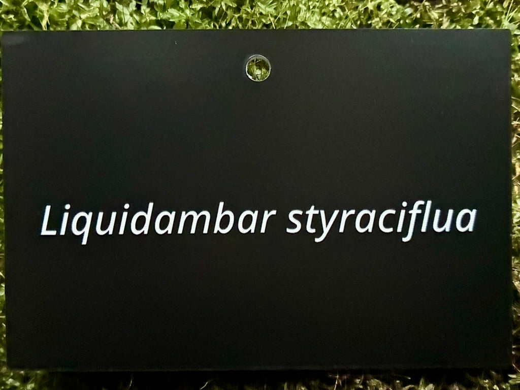 Liquidambar styraciflua - Plant label