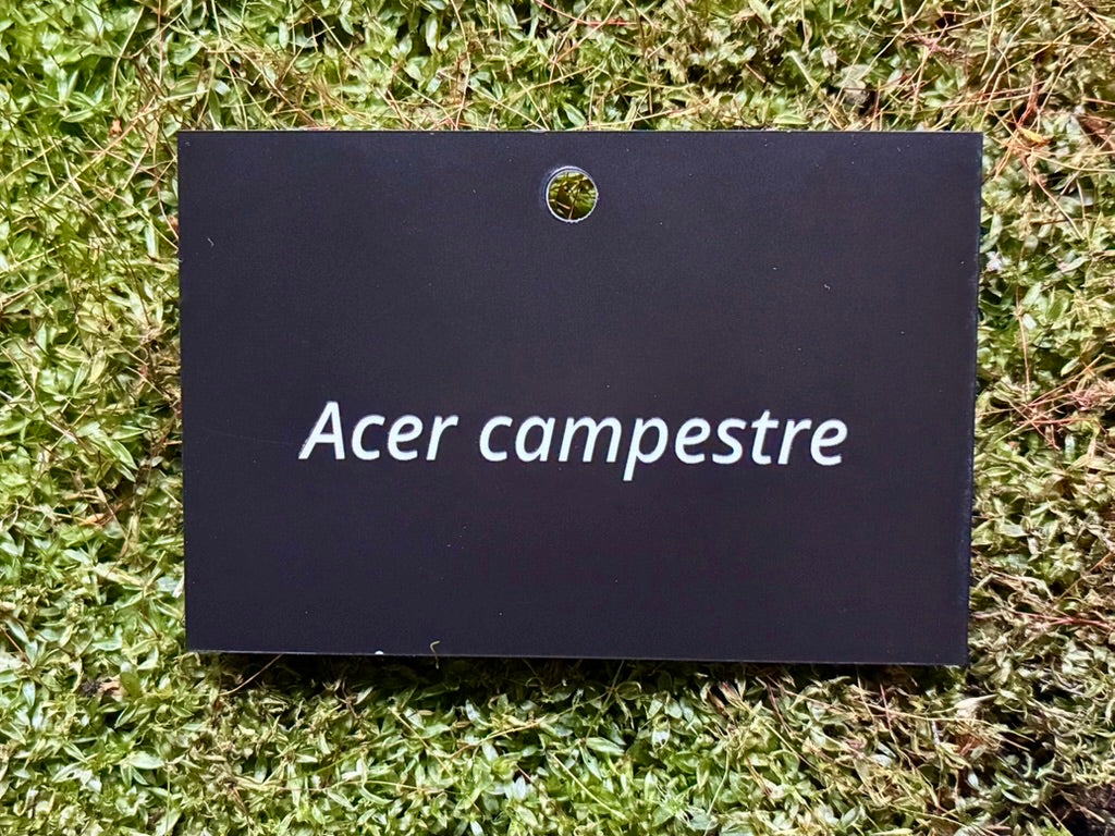Acer campestre - Plant label