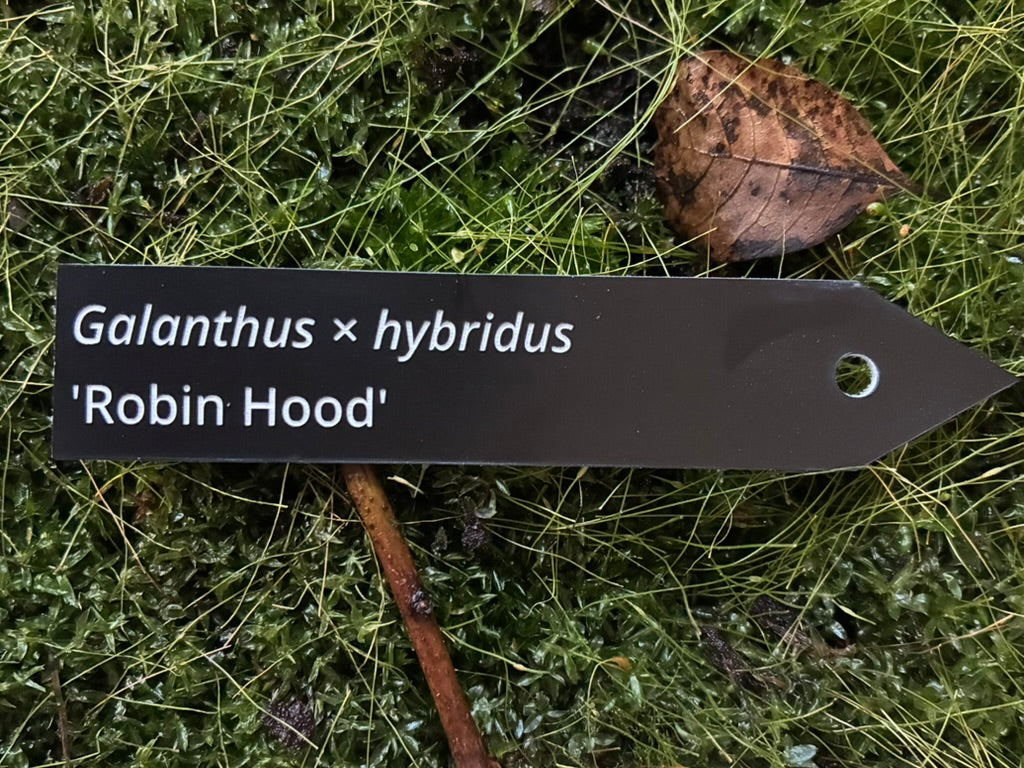 Galanthus × hybridus 'Robin Hood' - Plant label