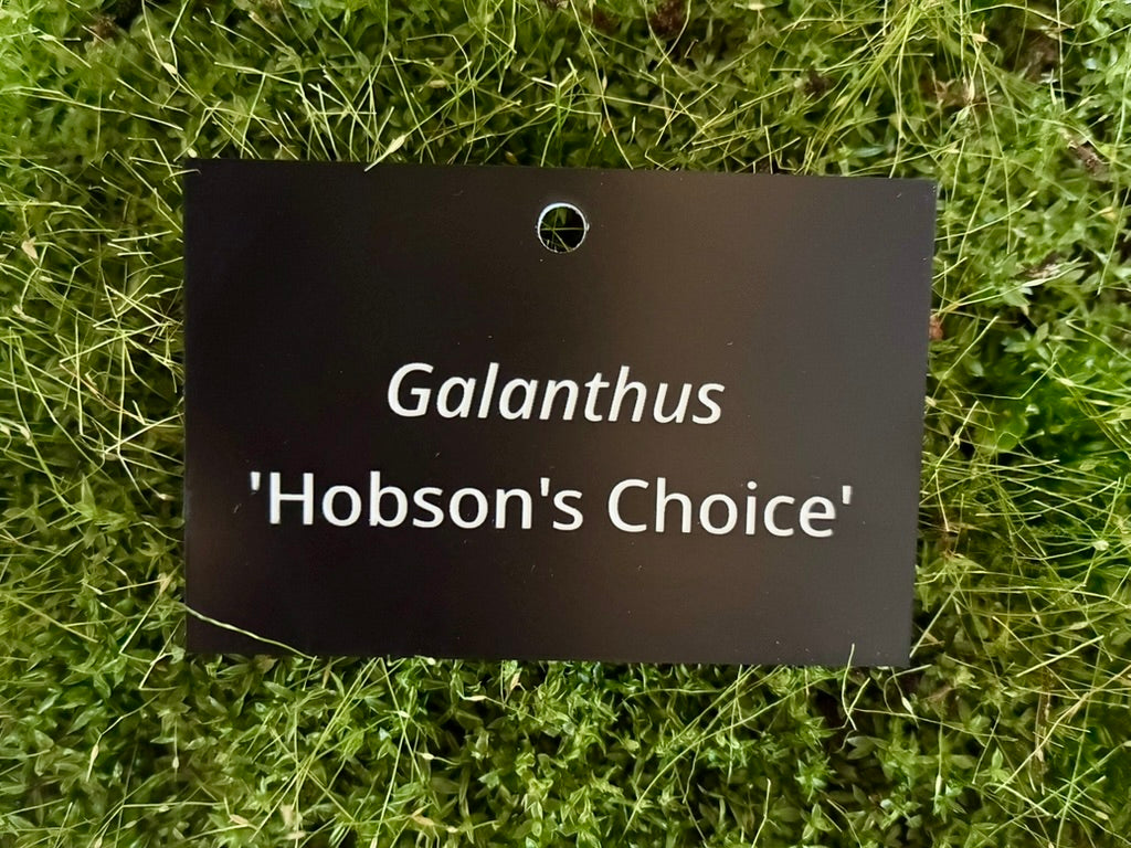 Galanthus 'Hobson's Choice' - Plant label