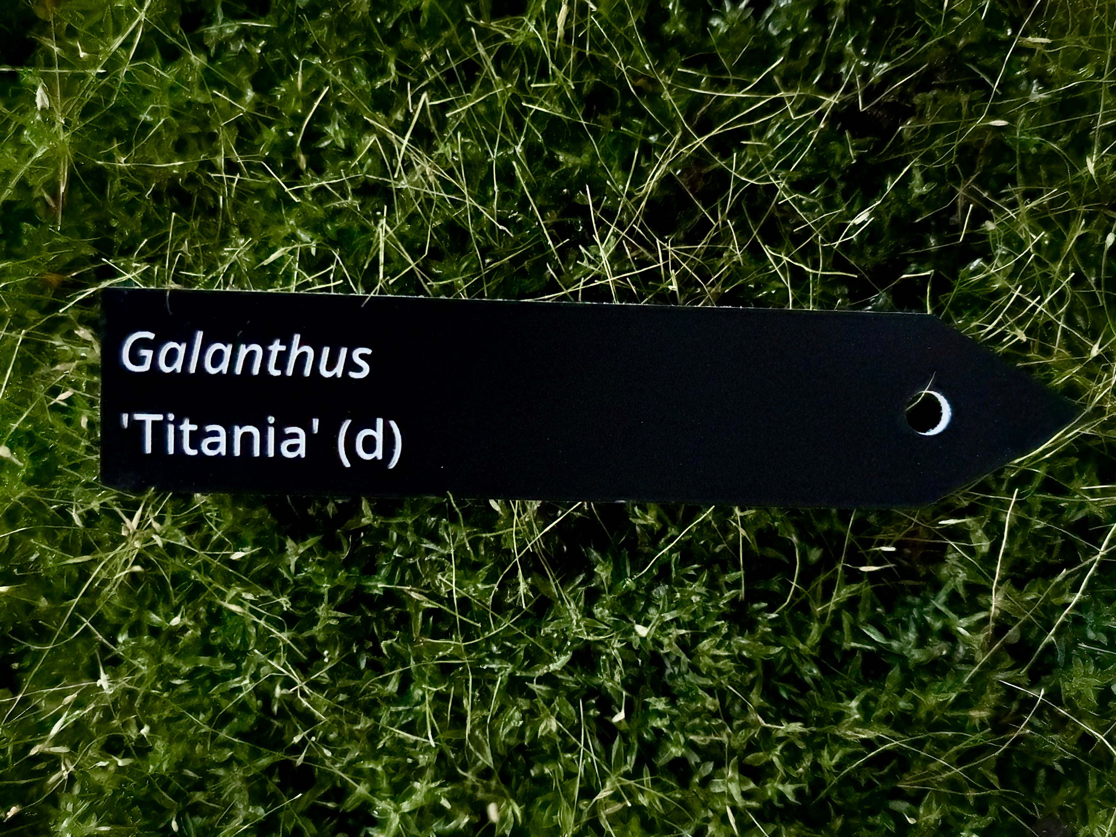 Galanthus 'Titania' (d) - Plant label