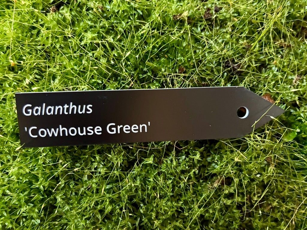 Galanthus 'Cowhouse Green' - Plant label