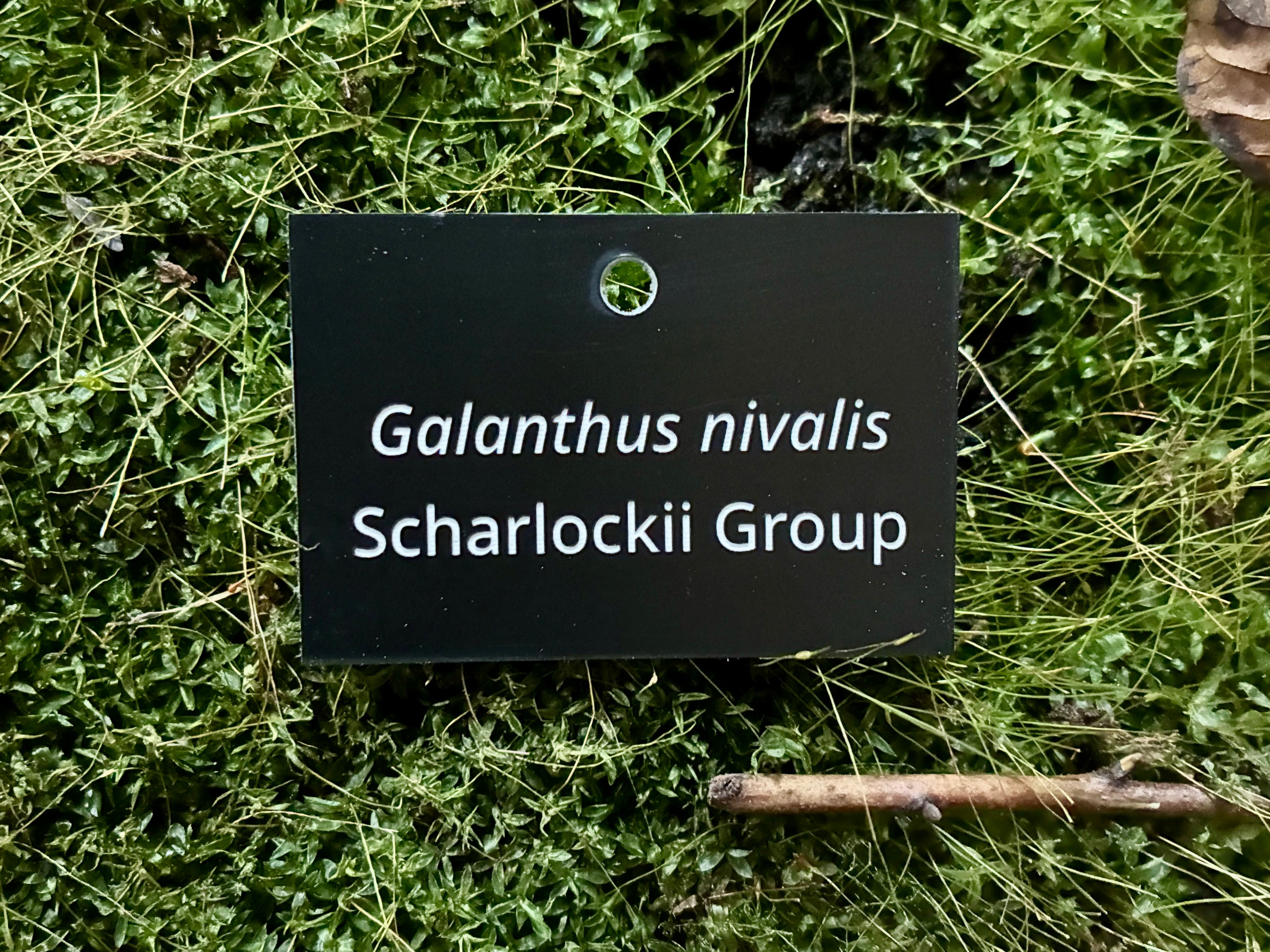 Galanthus nivalis Scharlockii Group - Plant label