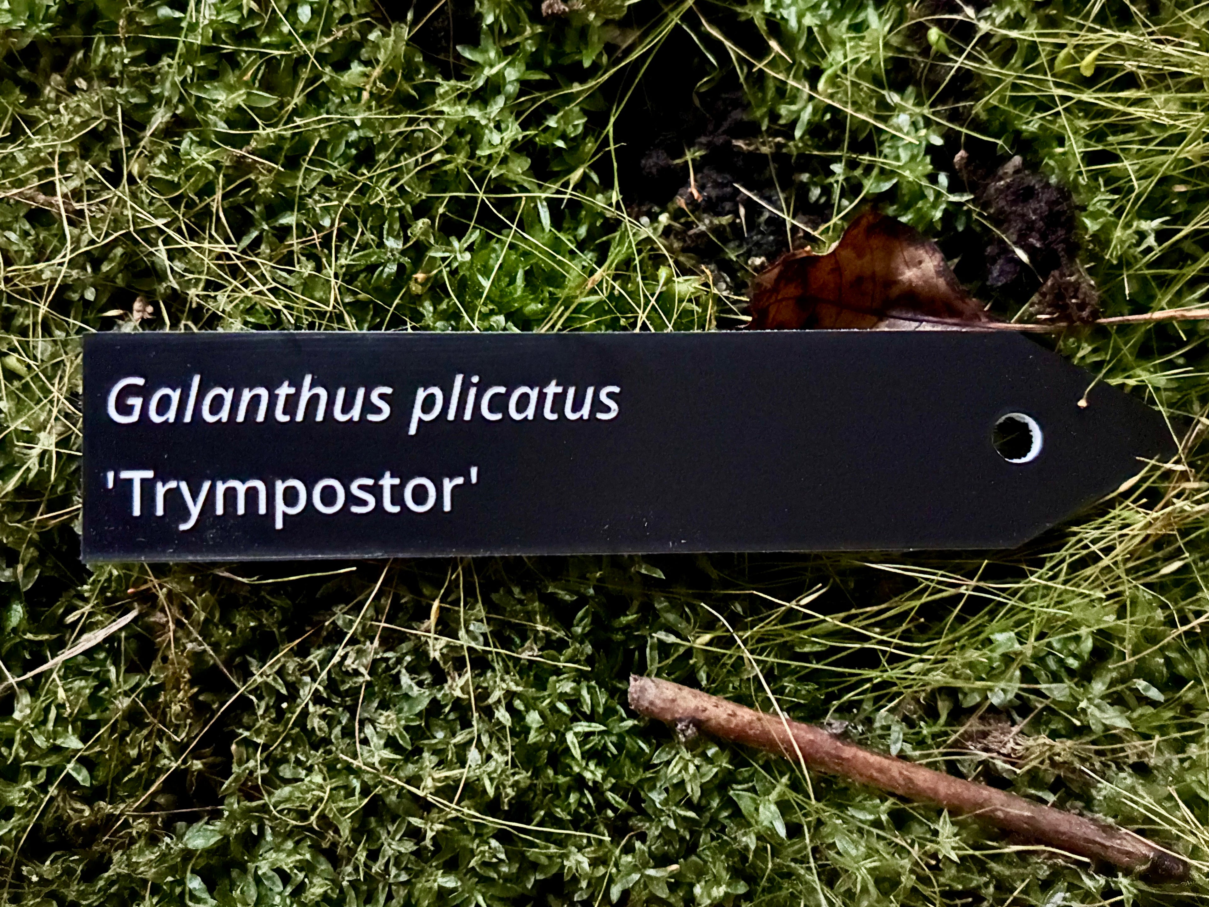 Galanthus plicatus 'Trympostor' - Plant label