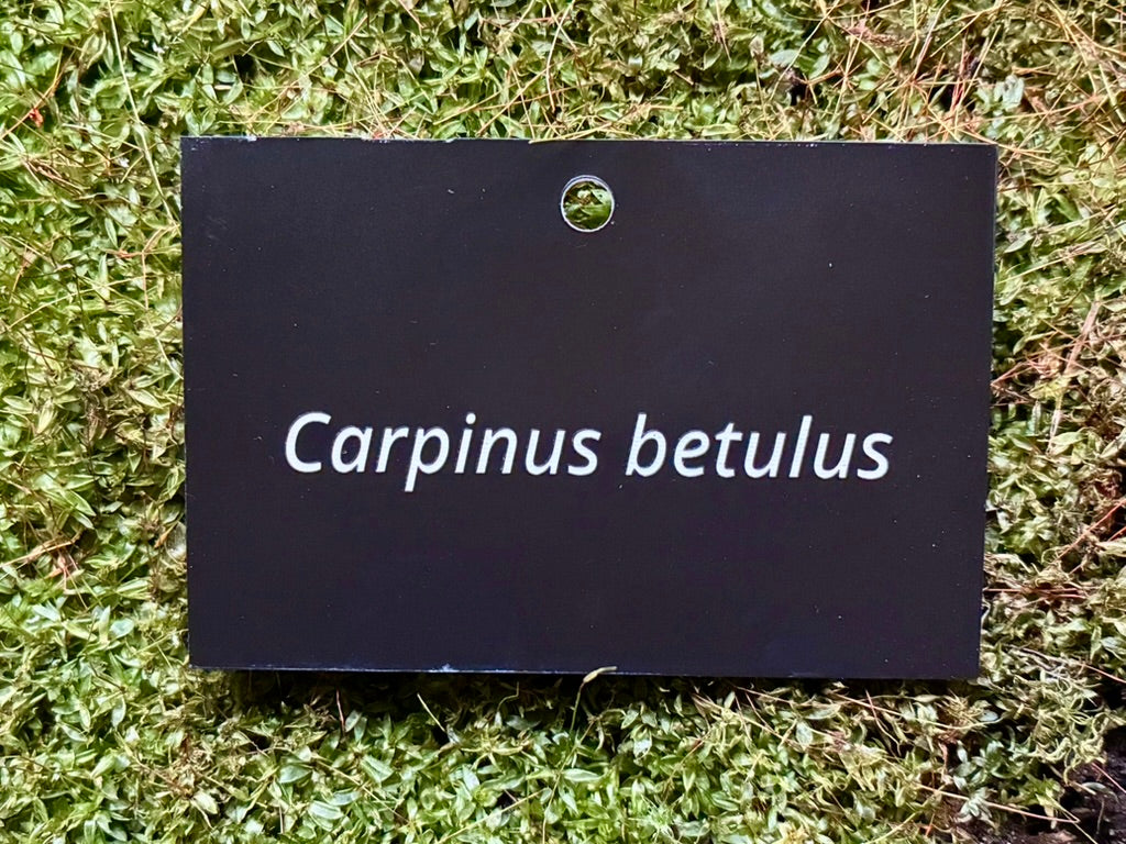 Carpinus betulus - Plant label