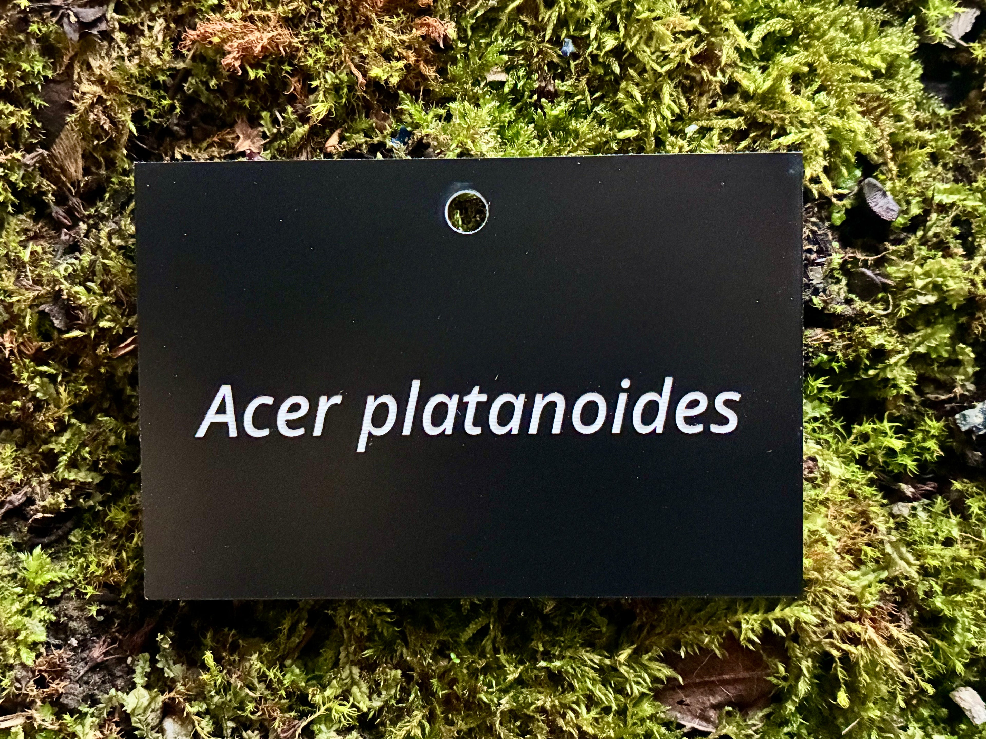 Acer platanoides - Plant label