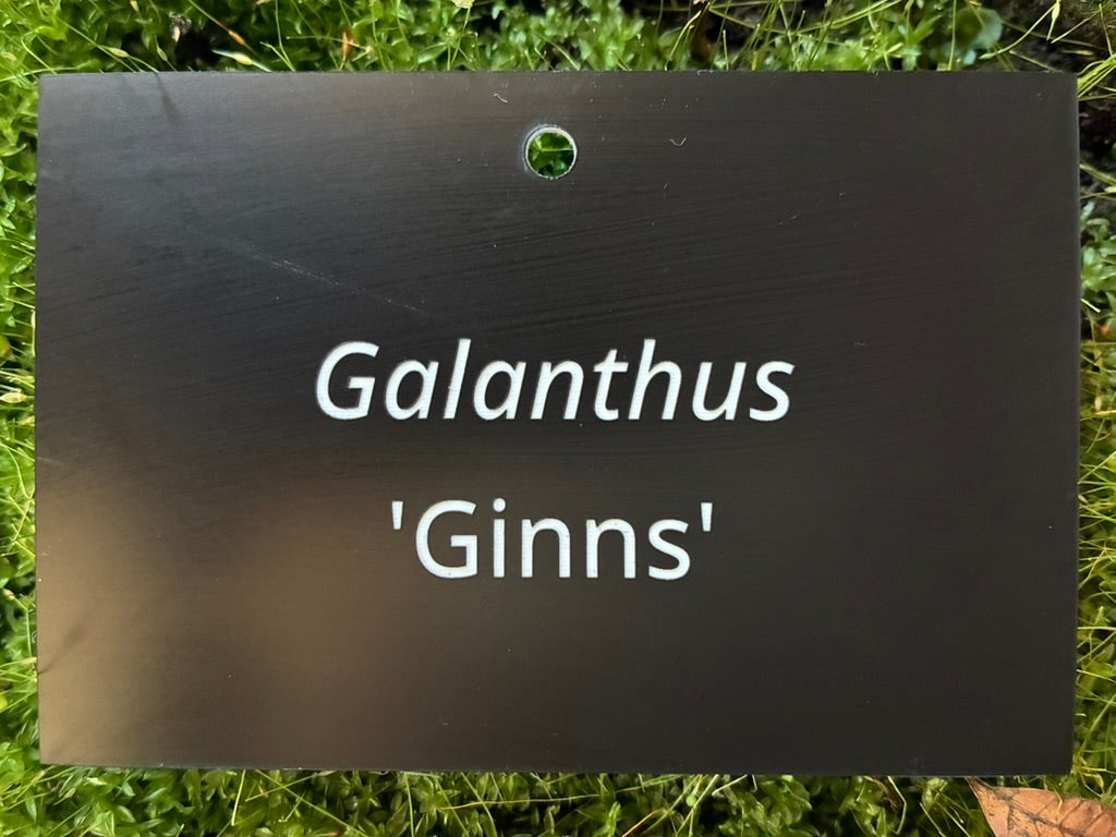 Galanthus 'Ginns' - Plant label