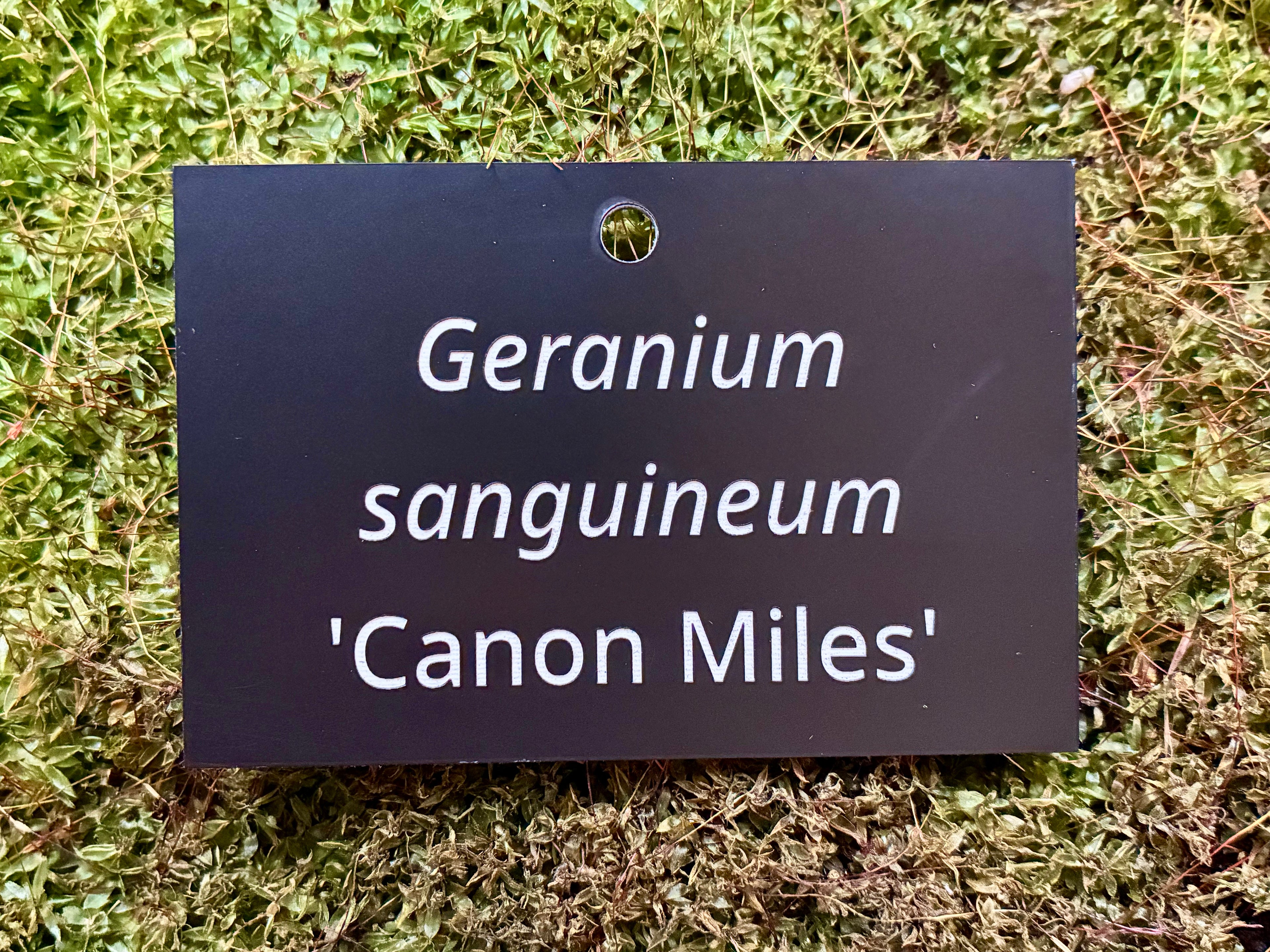Geranium sanguineum 'Canon Miles' - Plant label