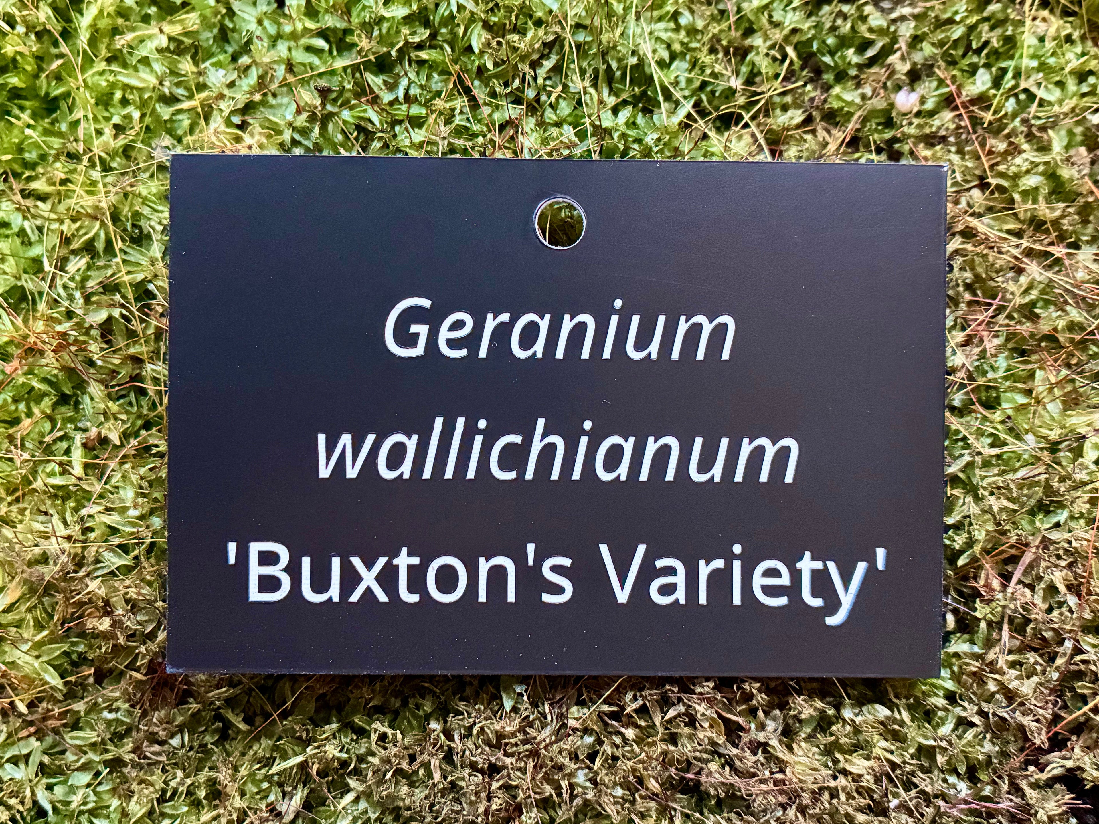 Geranium wallichianum 'Buxton's Variety' - Plant label