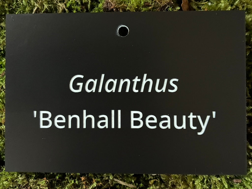 Galanthus 'Benhall Beauty' - Plant label