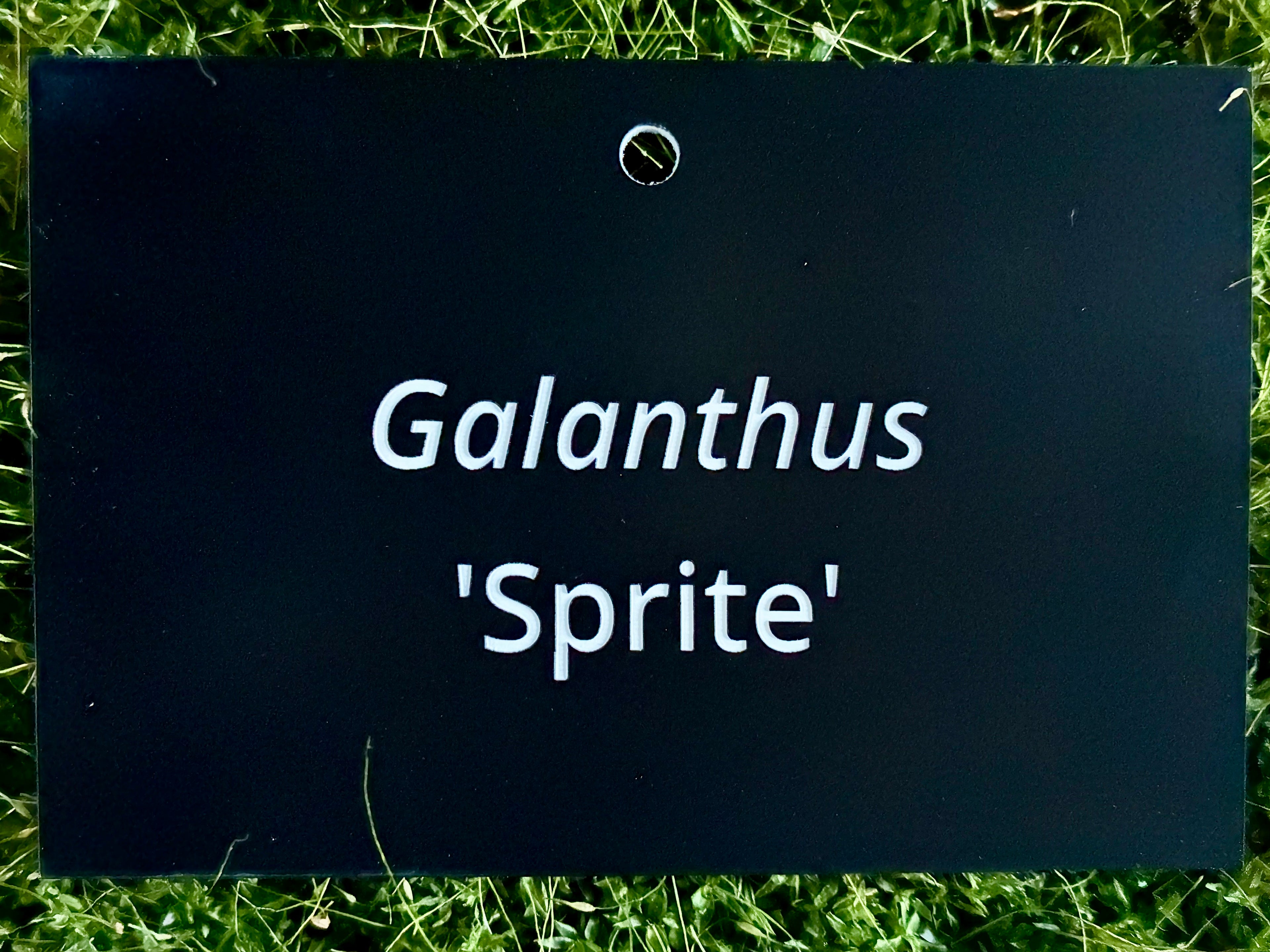 Galanthus 'Sprite' - Plant label