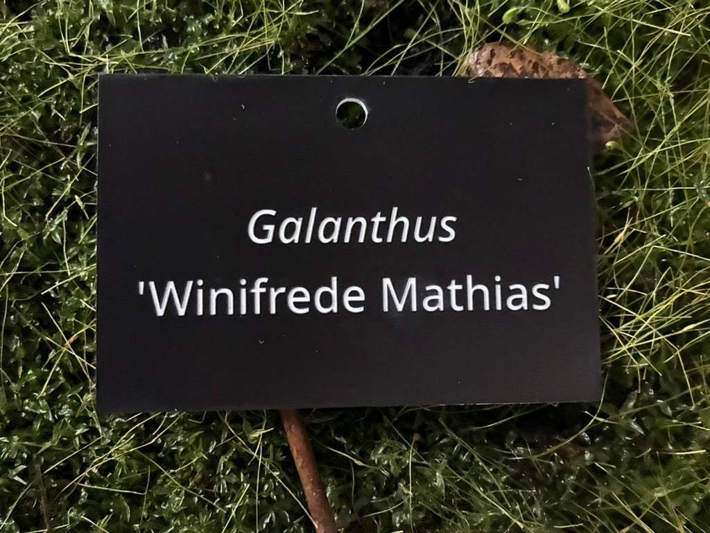 Galanthus 'Winifrede Mathias' - Plant label