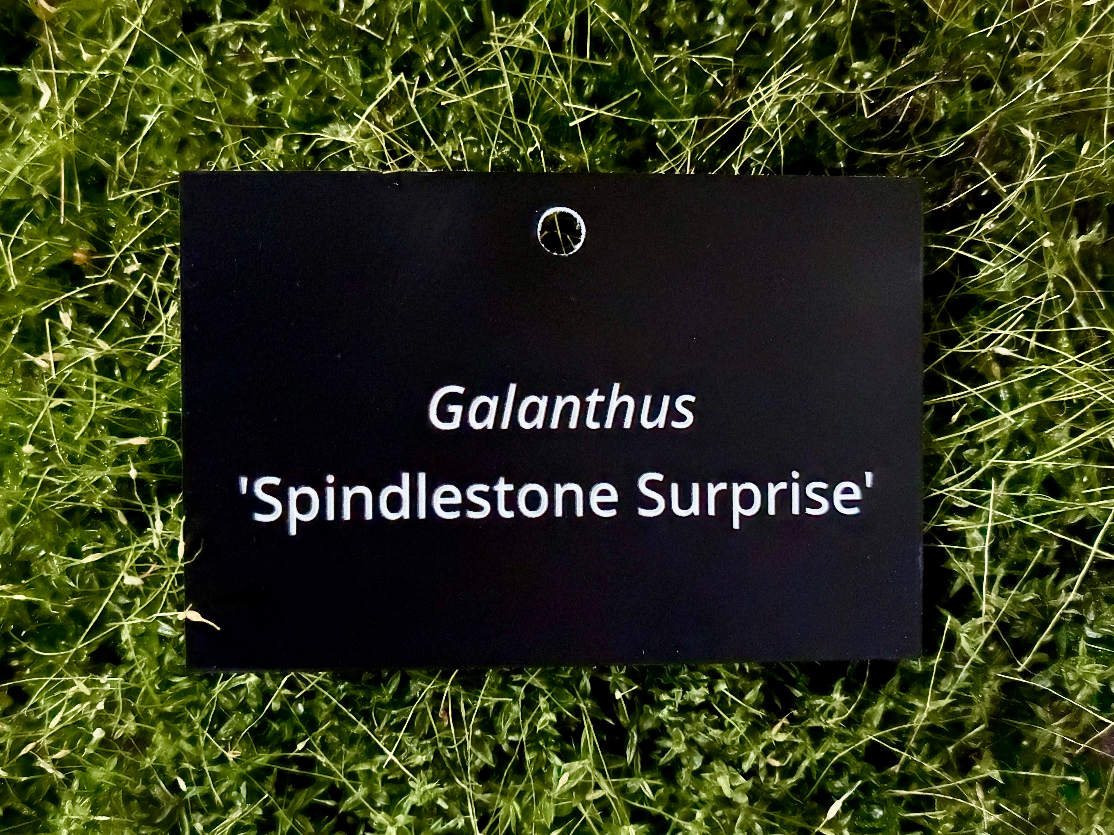 Galanthus 'Spindlestone Surprise' - Plant label