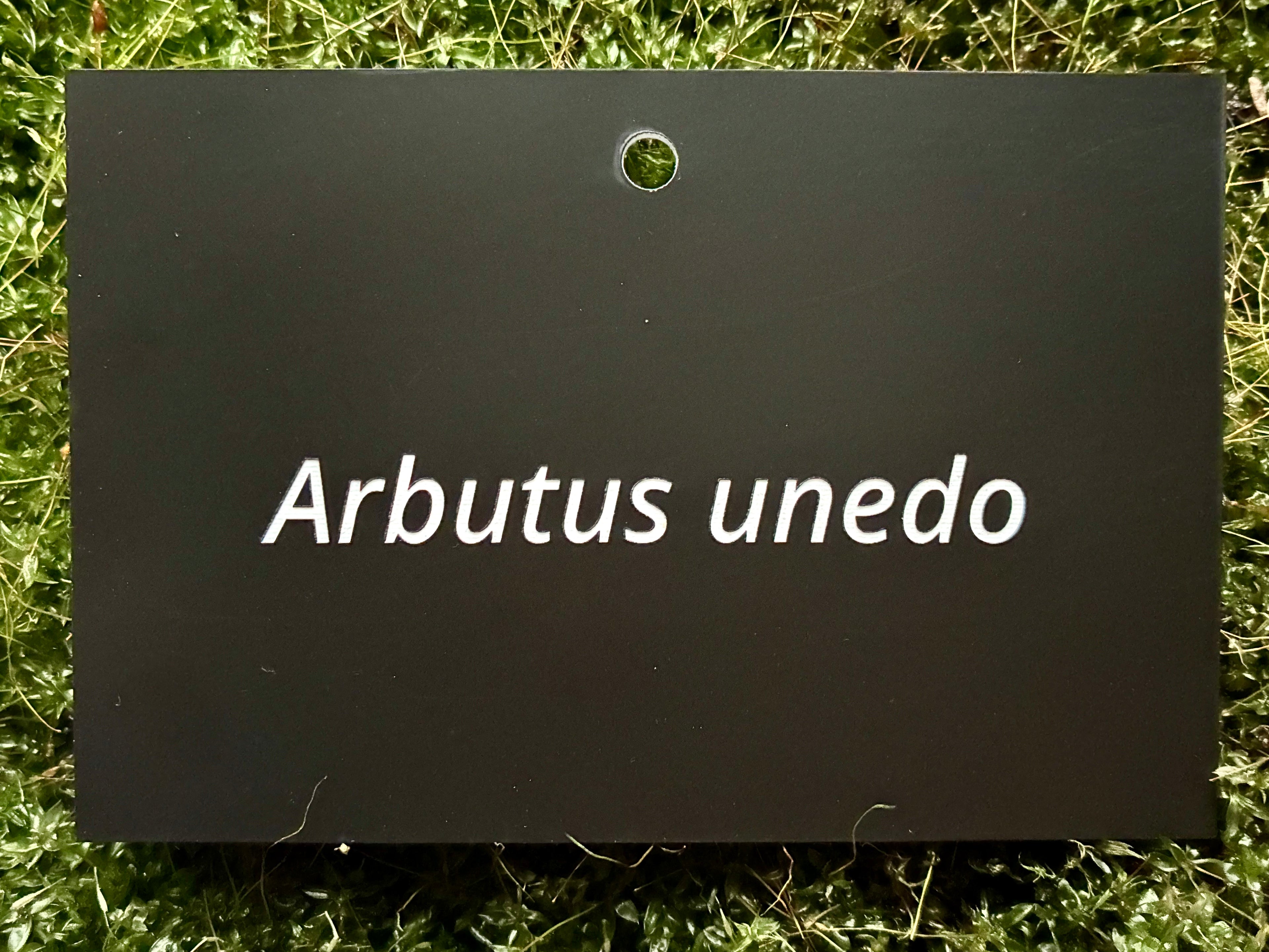Arbutus unedo - Plant label