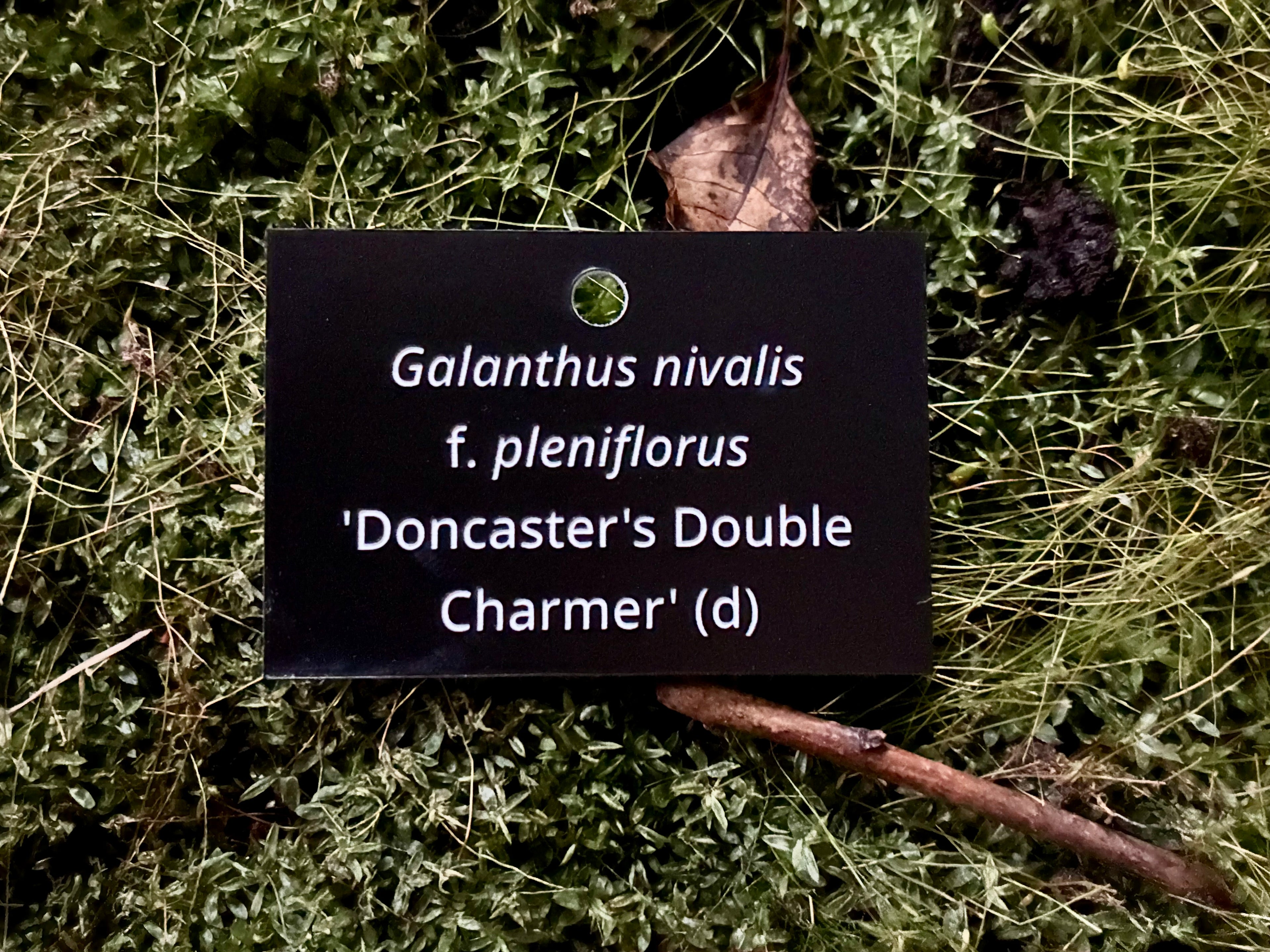 Galanthus nivalis f. pleniflorus 'Doncaster's Double Charmer' (d) - Plant label