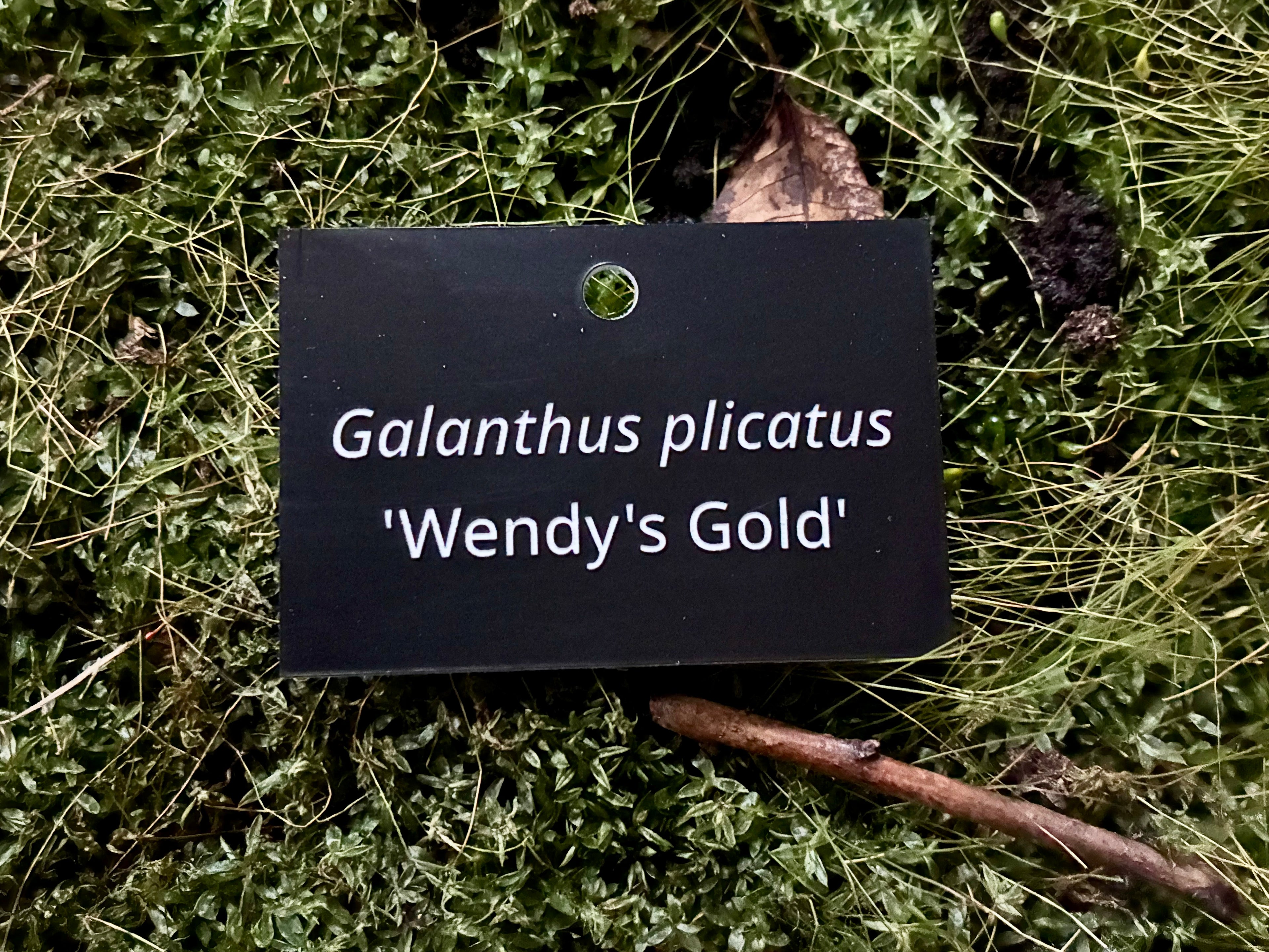 Galanthus plicatus 'Wendy's Gold' - Plant label