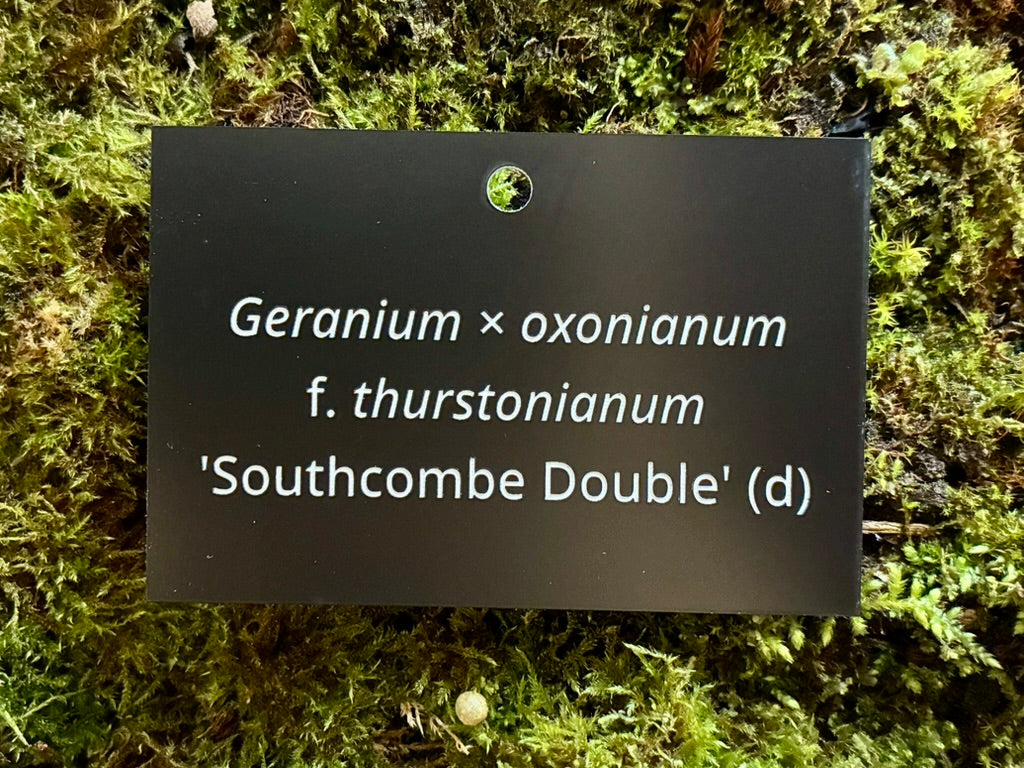 Geranium × oxonianum f. thurstonianum 'Southcombe Double' (d) - Plant label