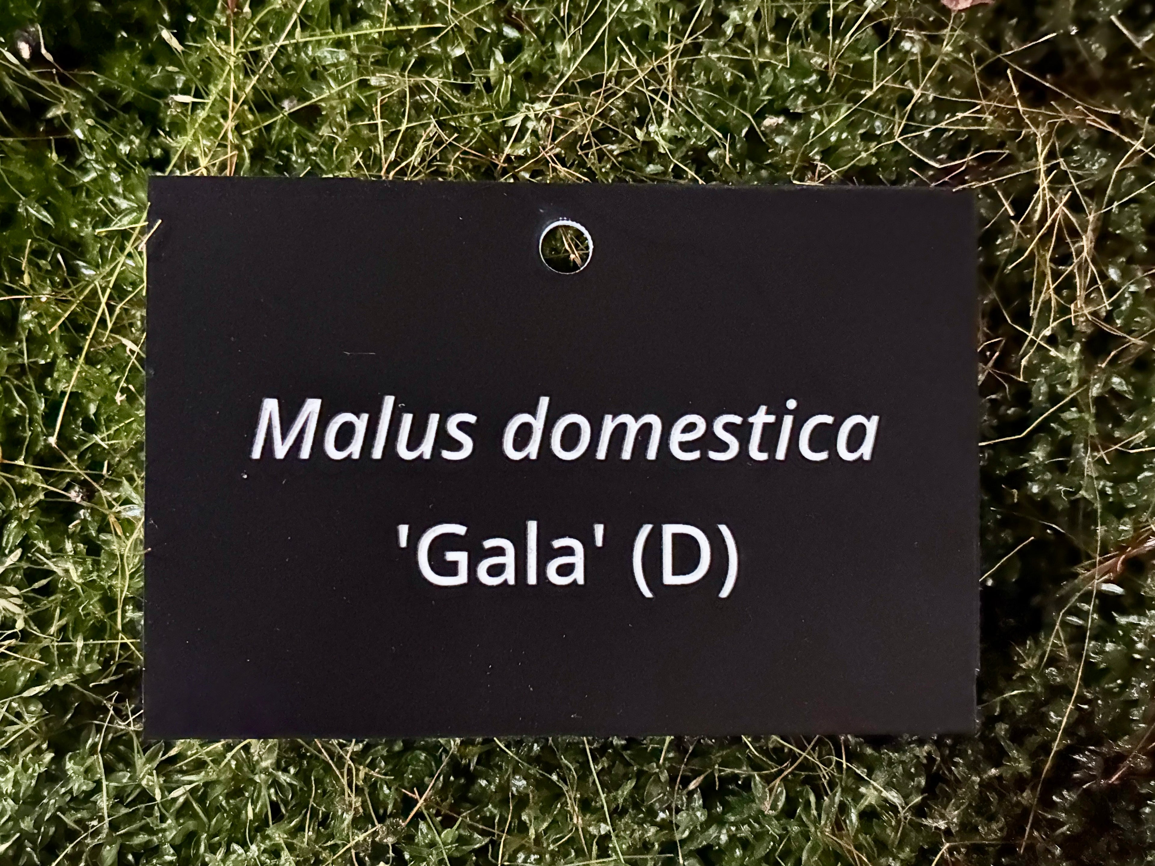 Malus domestica 'Gala' (D) - Plant label