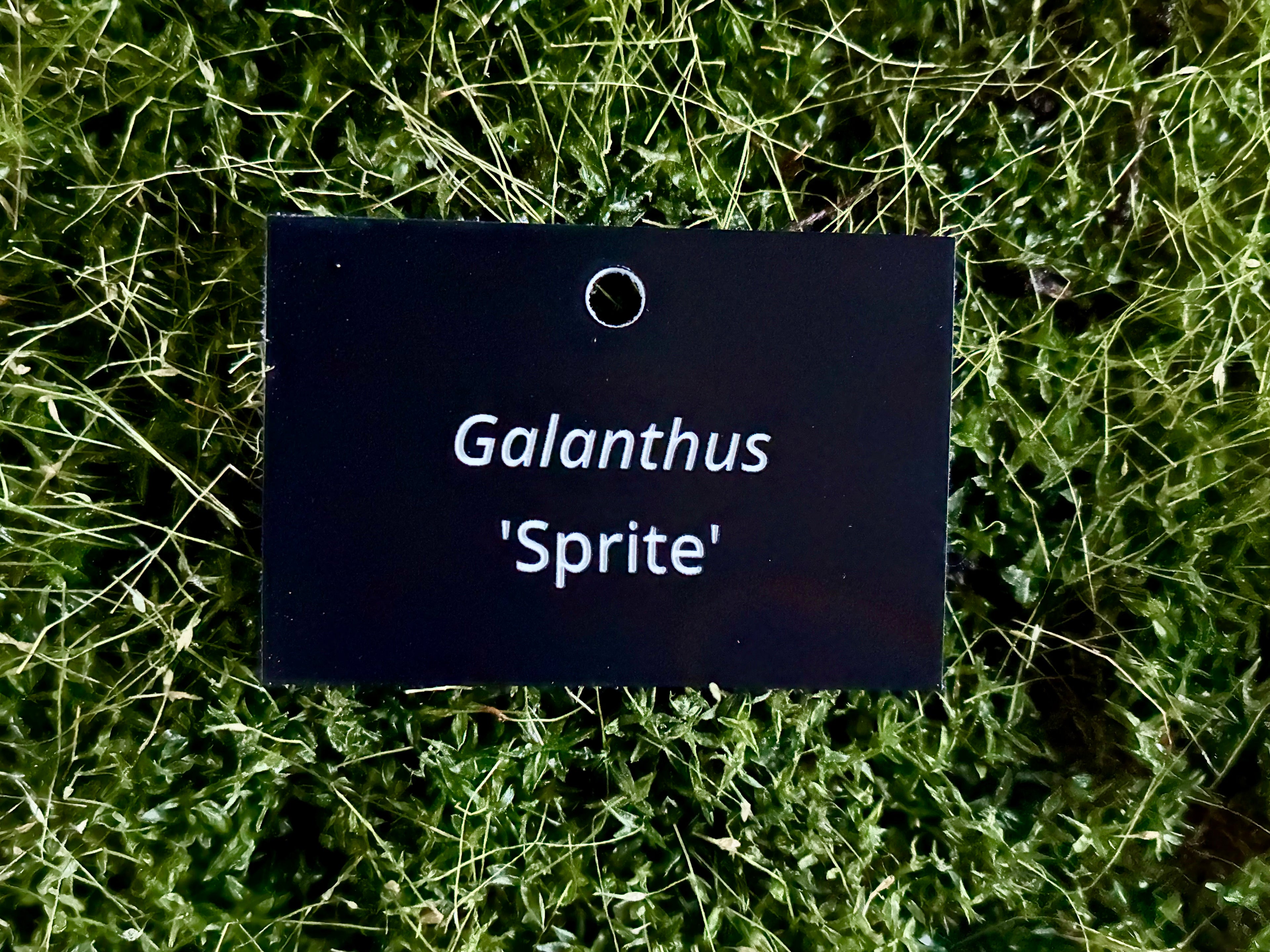 Galanthus 'Sprite' - Plant label