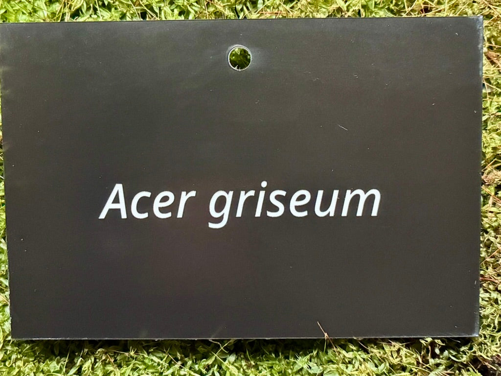 Acer griseum - Plant label