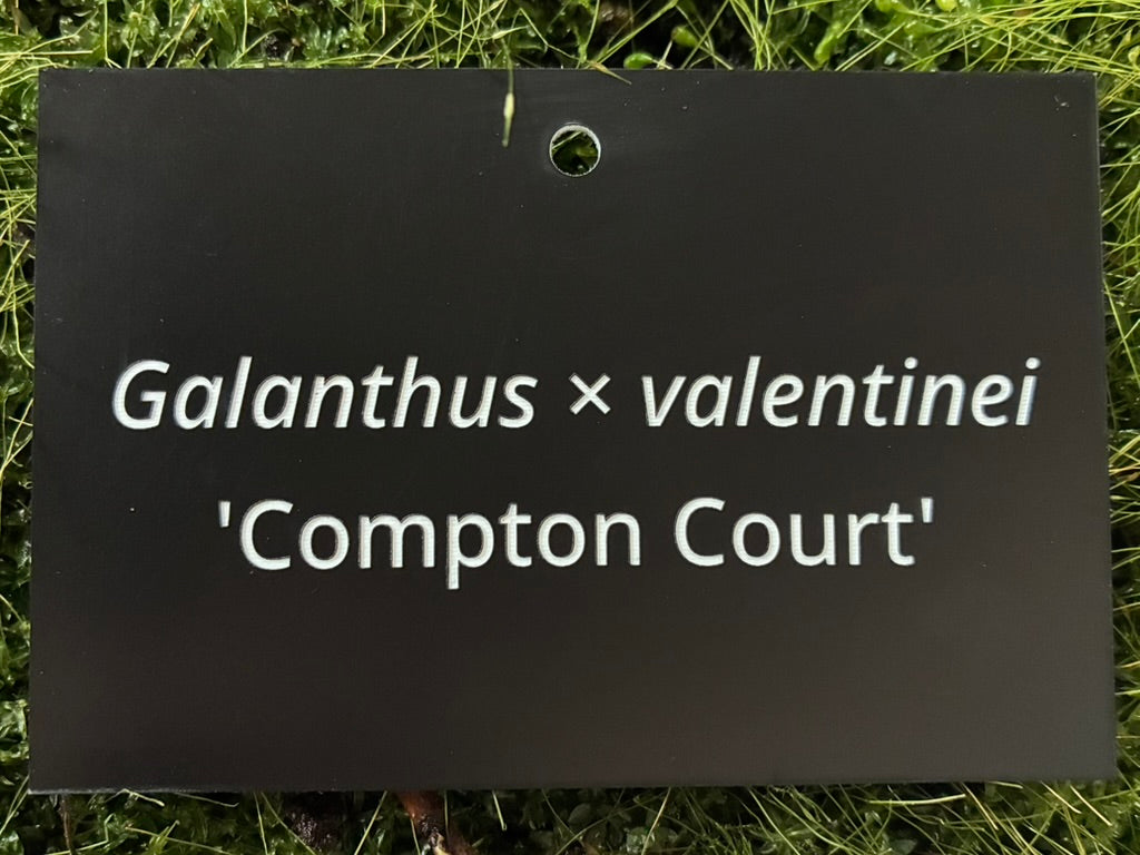 Galanthus × valentinei 'Compton Court' - Plant label