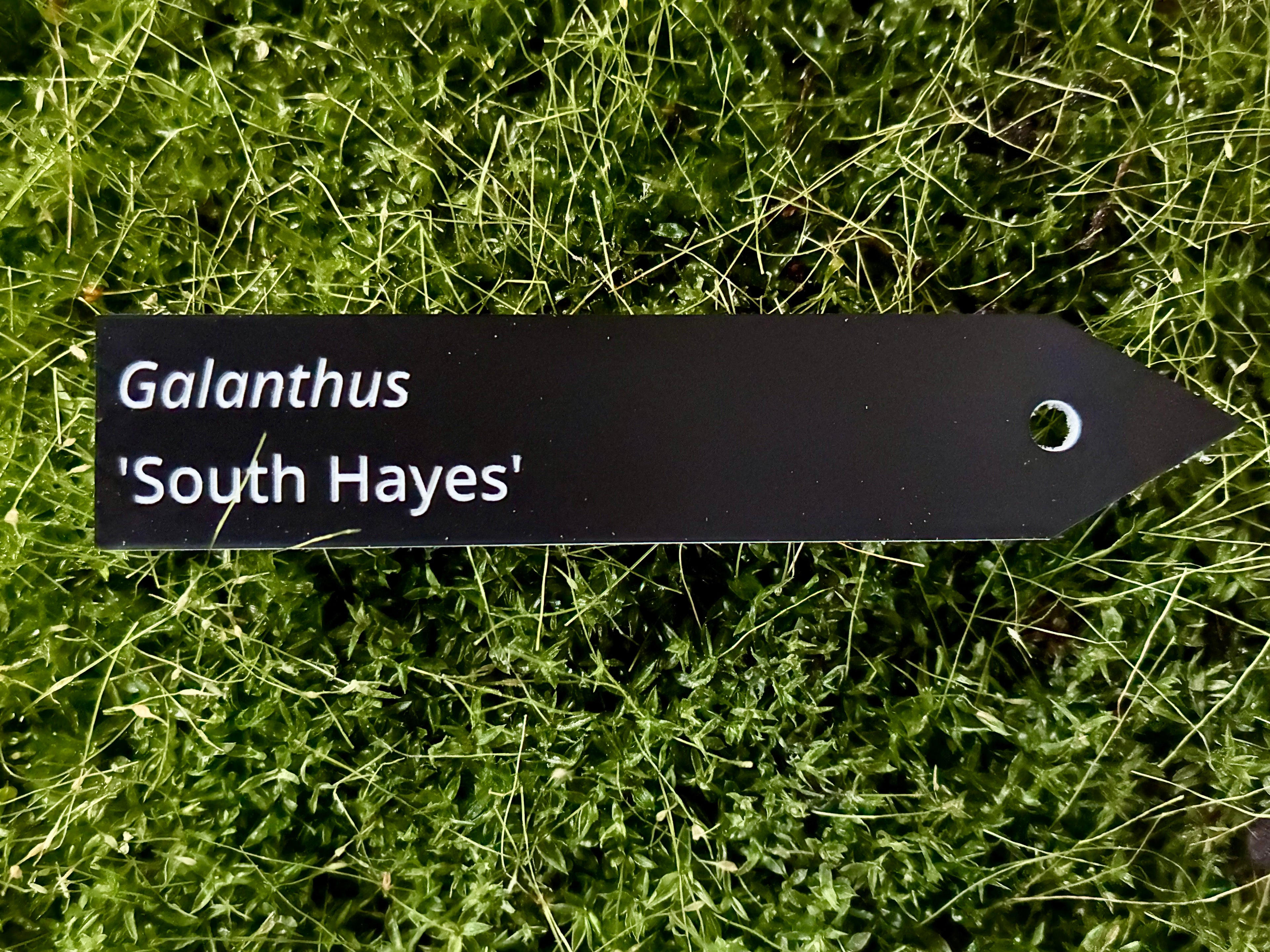 Galanthus 'South Hayes' - Plant label
