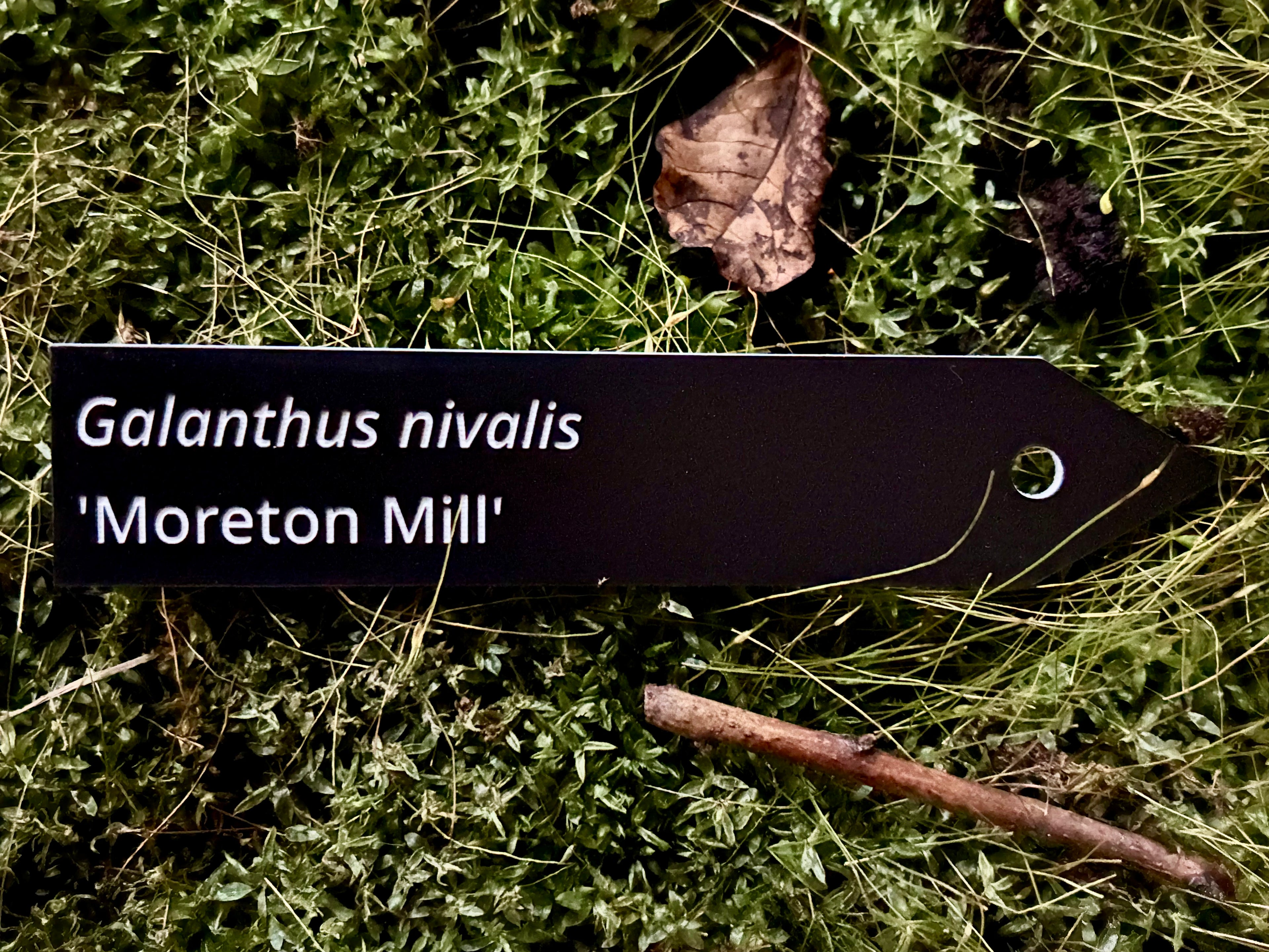 Galanthus nivalis 'Moreton Mill' - Plant label