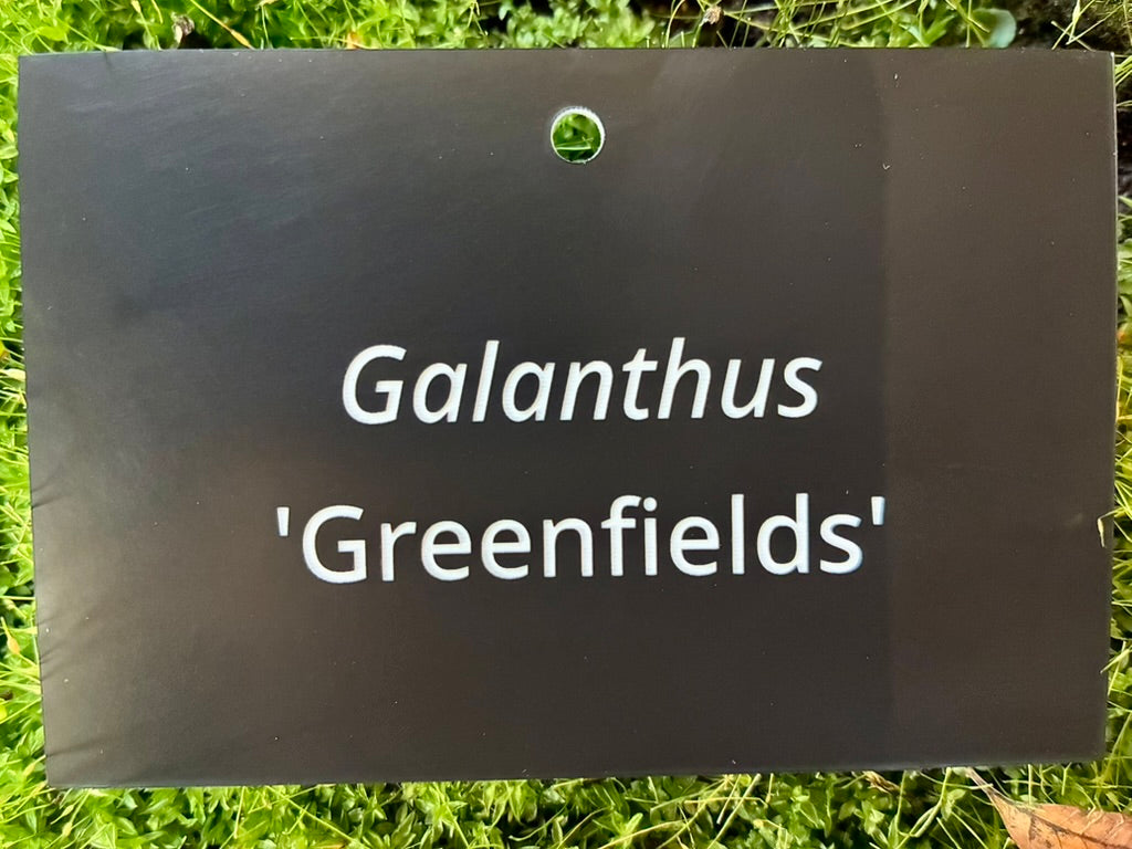 Galanthus 'Greenfields' - Plant label