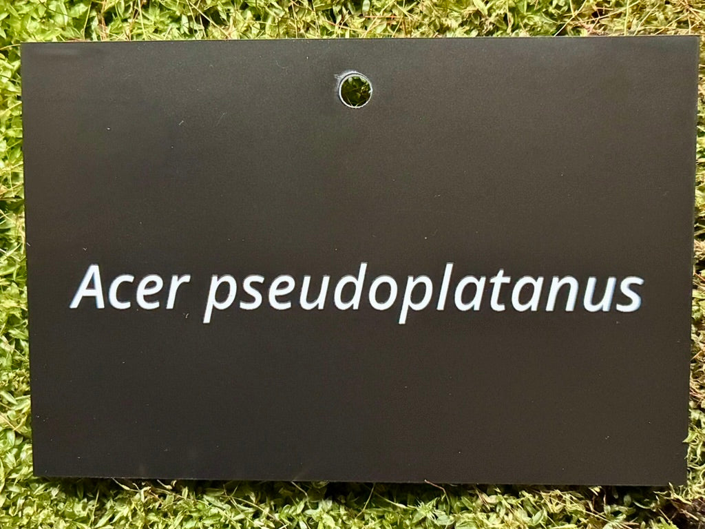 Acer pseudoplatanus - Plant label