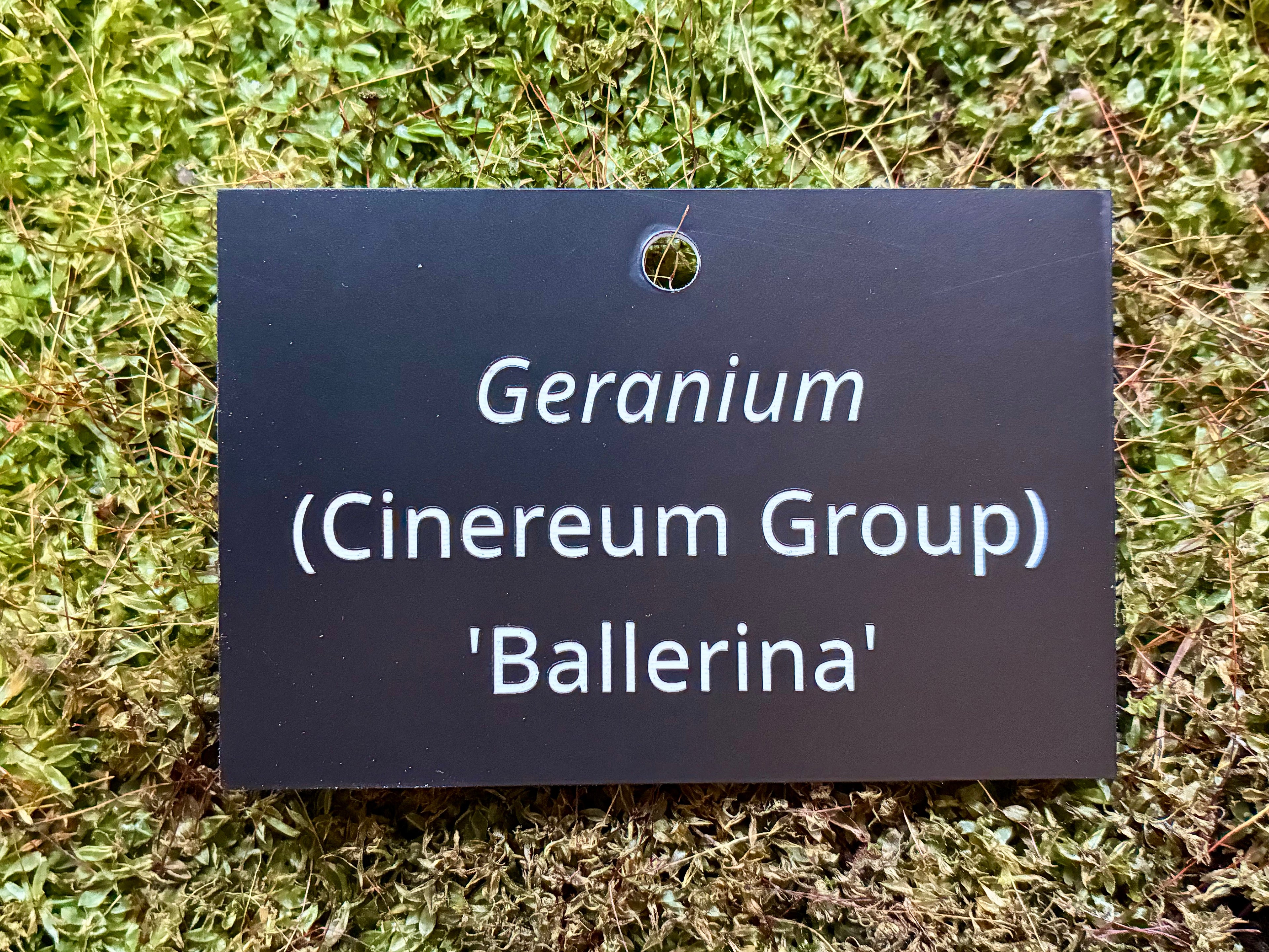 Geranium (Cinereum Group) 'Ballerina' - Plant label