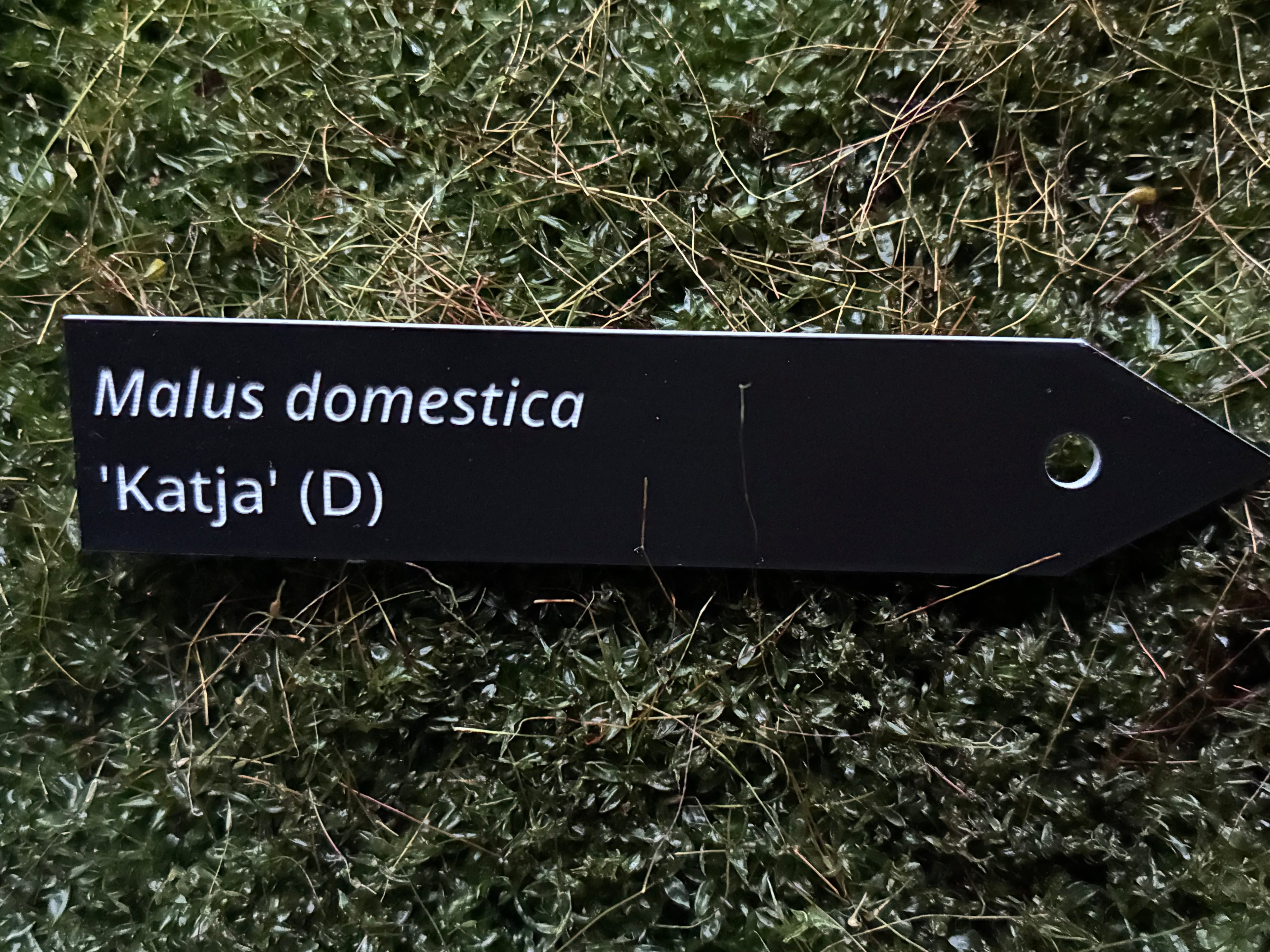 Malus domestica 'Katja' (D) - Plant label