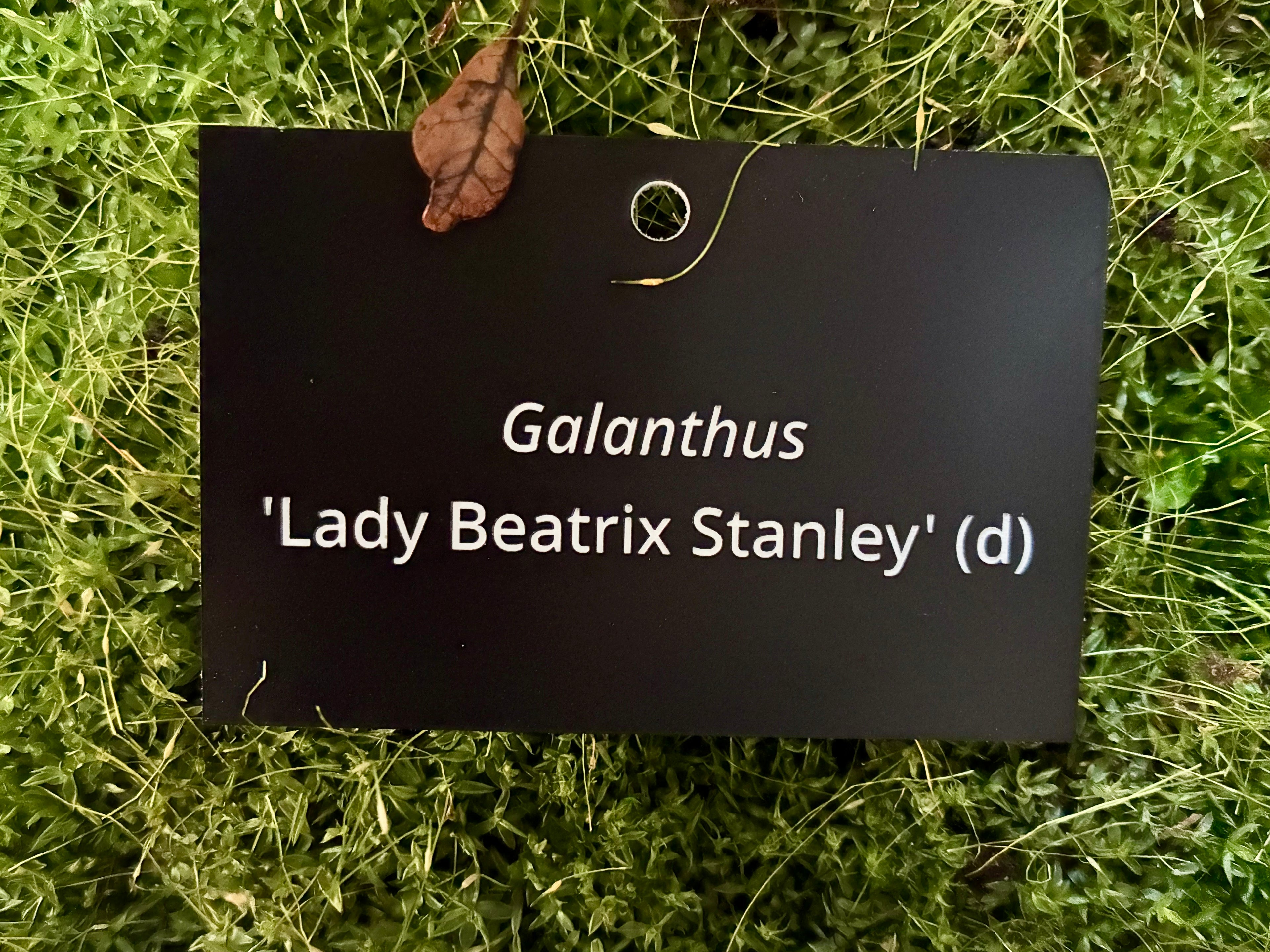 Galanthus 'Lady Beatrix Stanley' (d) - Plant label