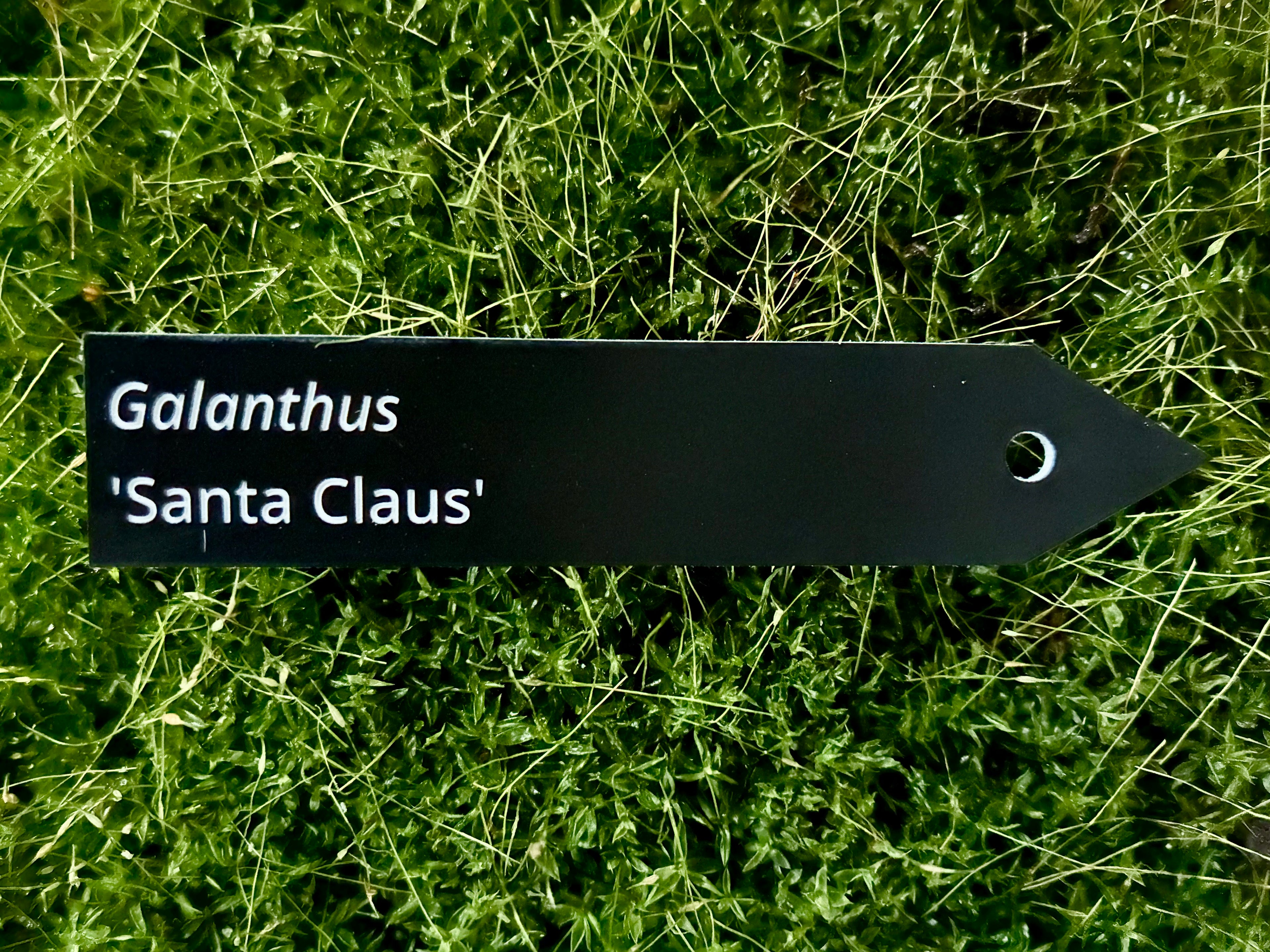 Galanthus 'Santa Claus' - Plant label