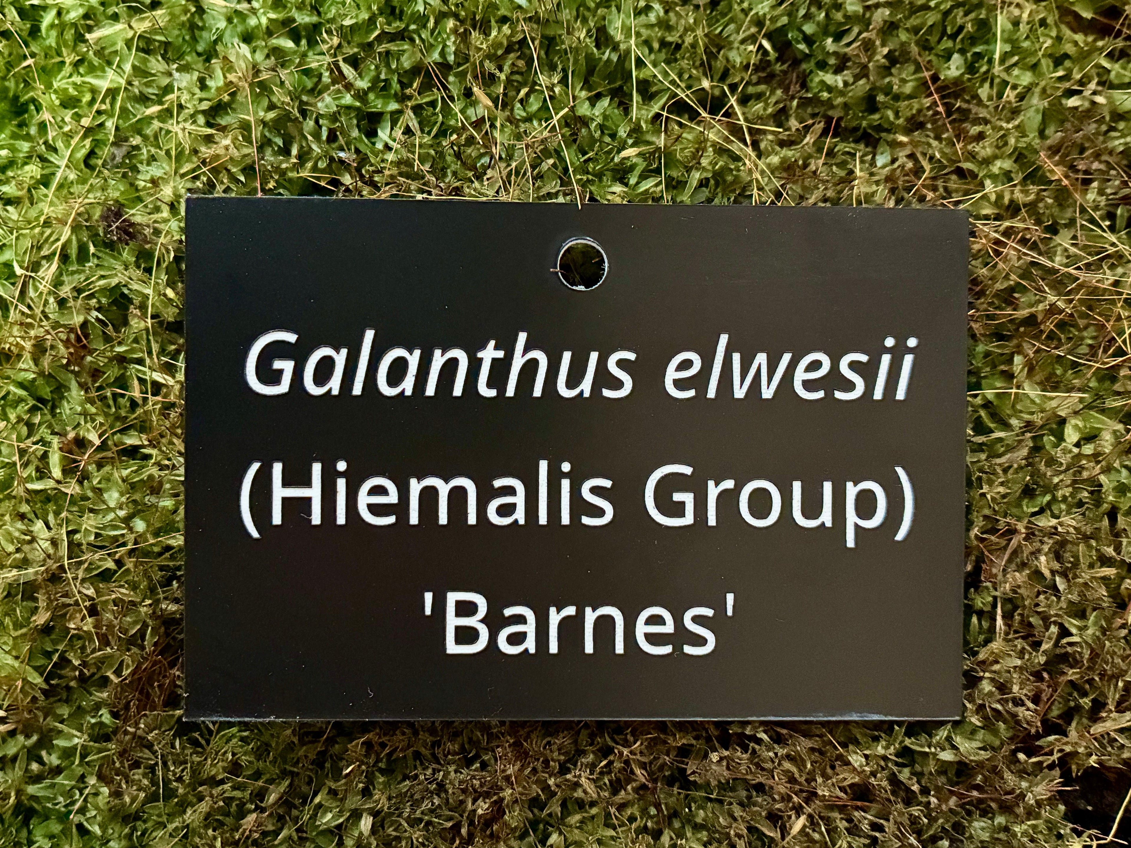 Galanthus elwesii (Hiemalis Group) 'Barnes' - Plant label