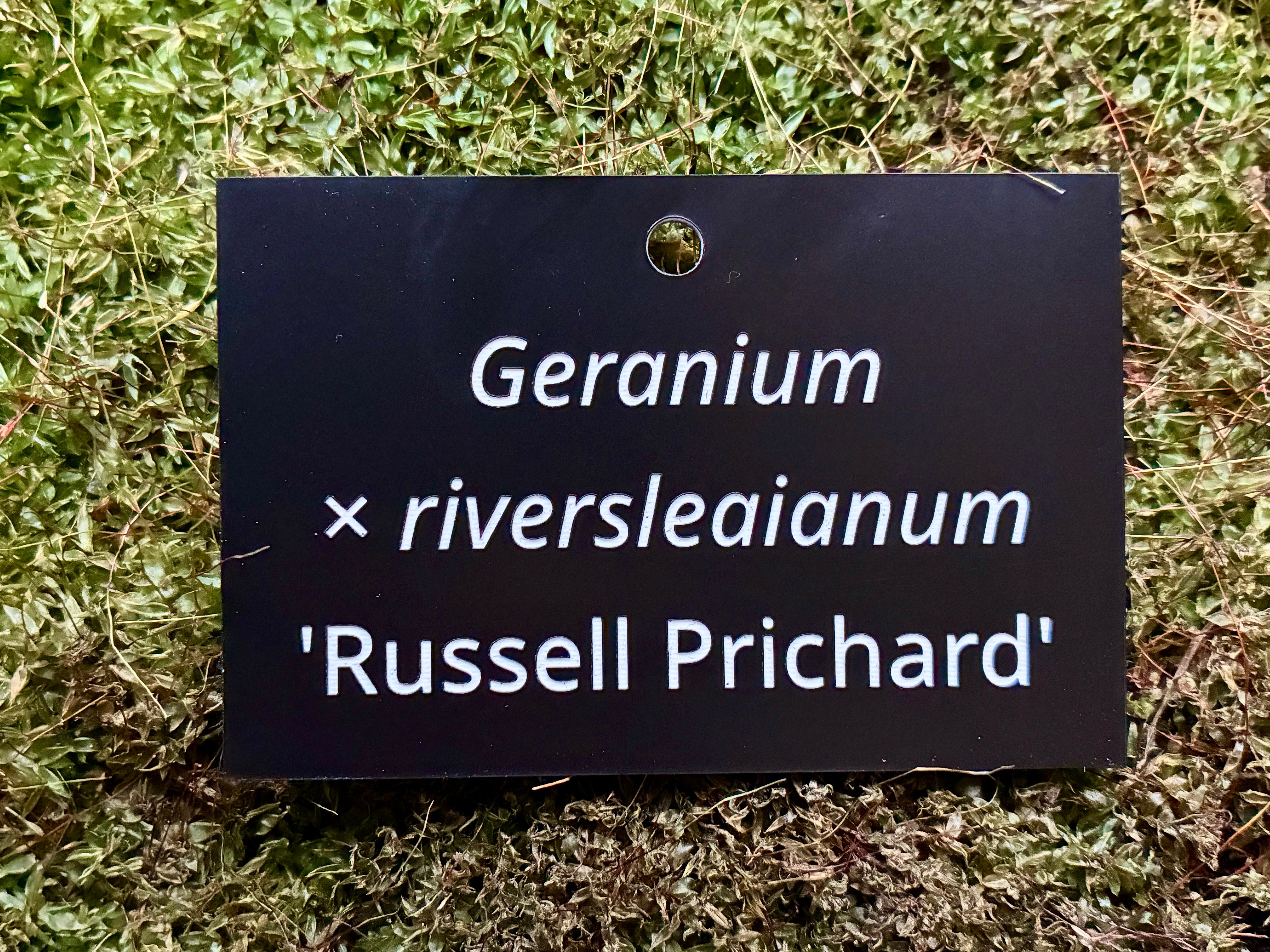 Geranium × riversleaianum 'Russell Prichard' - Plant label