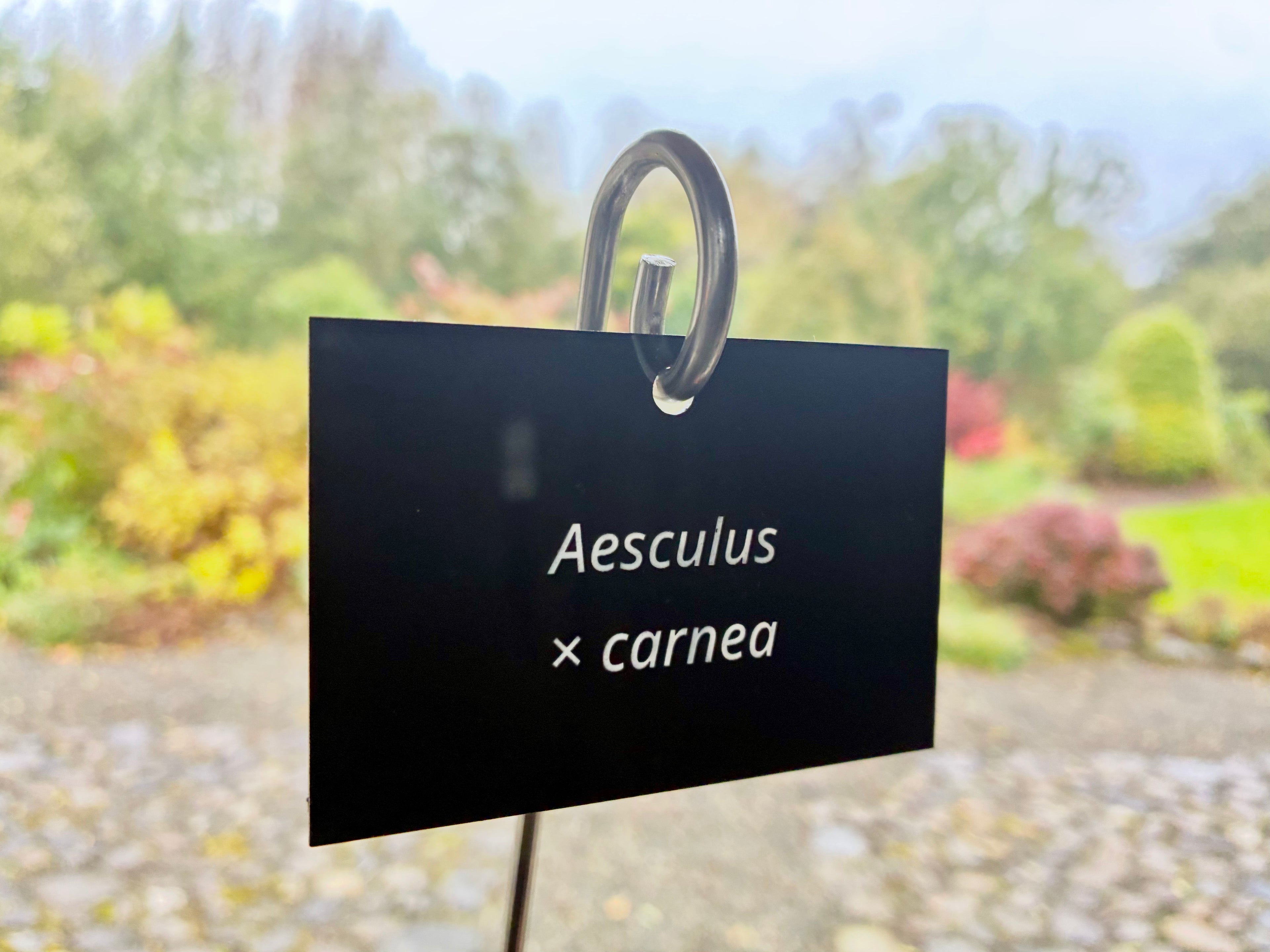 Aesculus × carnea - Plant label