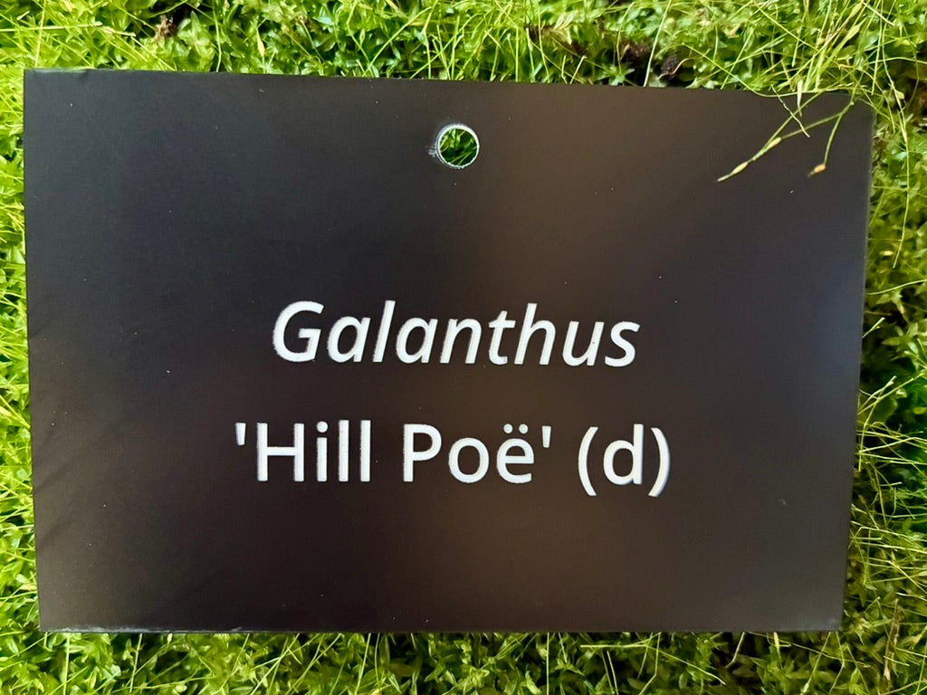 Galanthus 'Hill Poë' (d) - Plant label