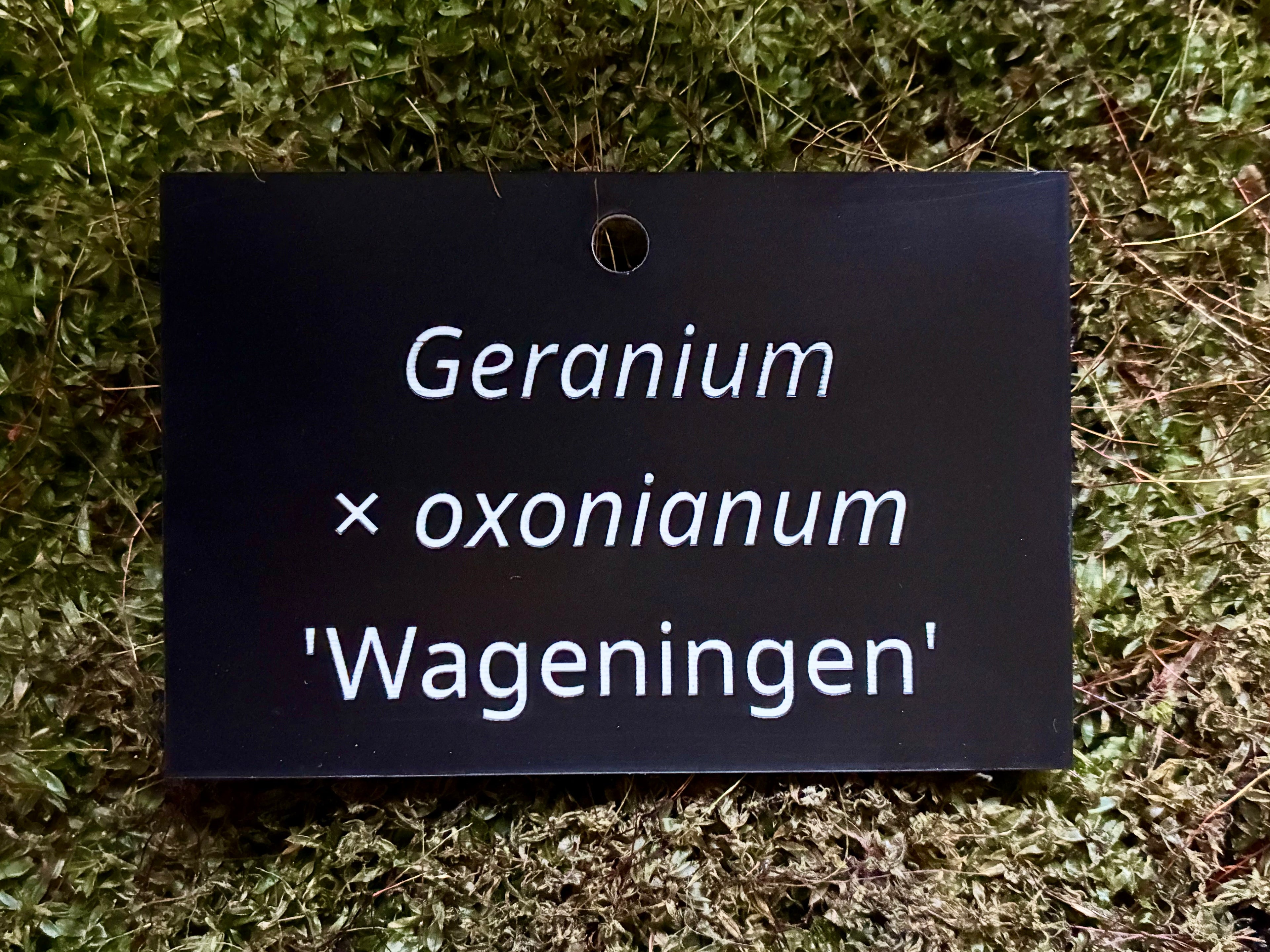 Geranium × oxonianum 'Wageningen' - Plant label
