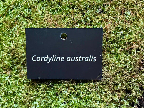 Cordyline australis - Plant label