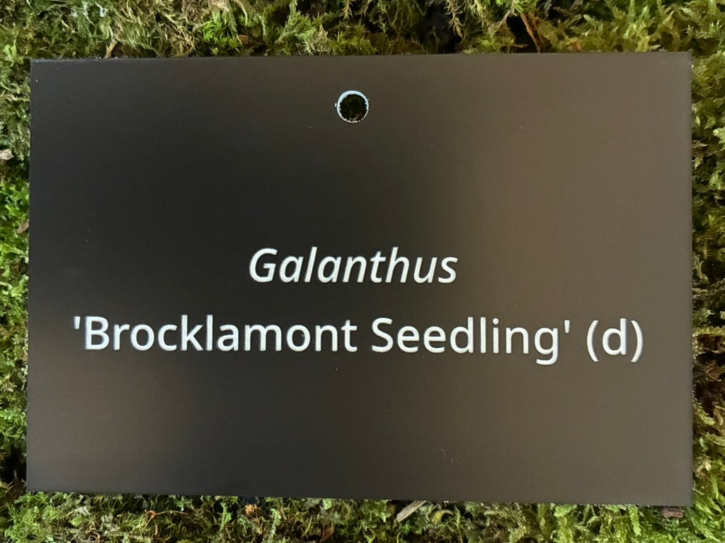 Galanthus 'Brocklamont Seedling' (d) - Plant label