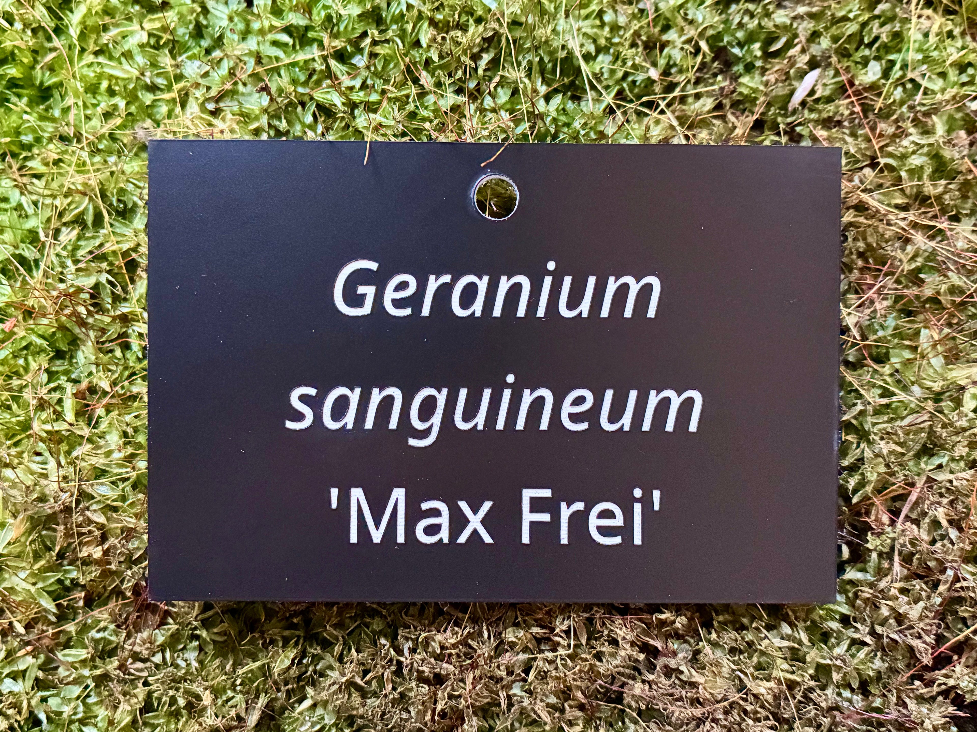 Geranium sanguineum 'Max Frei' - Plant label