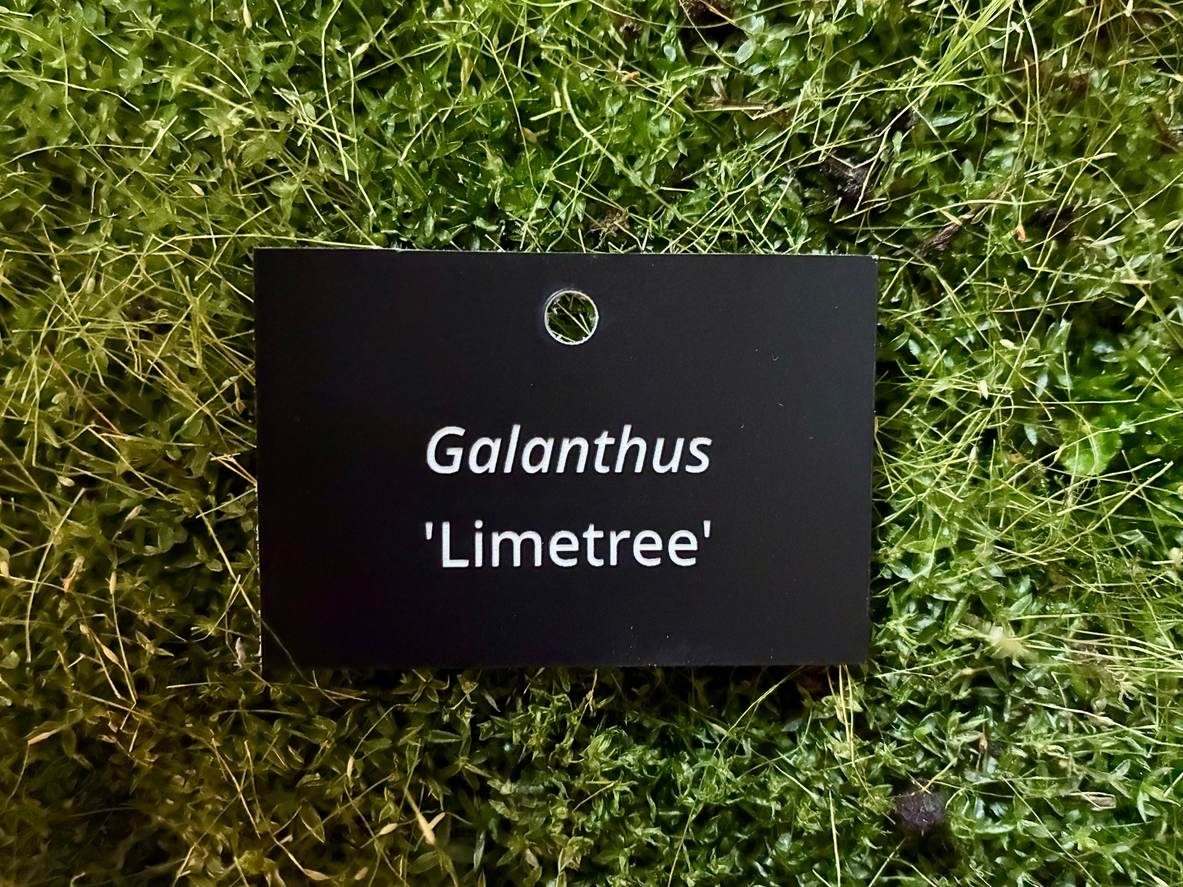 Galanthus 'Limetree' - Plant label