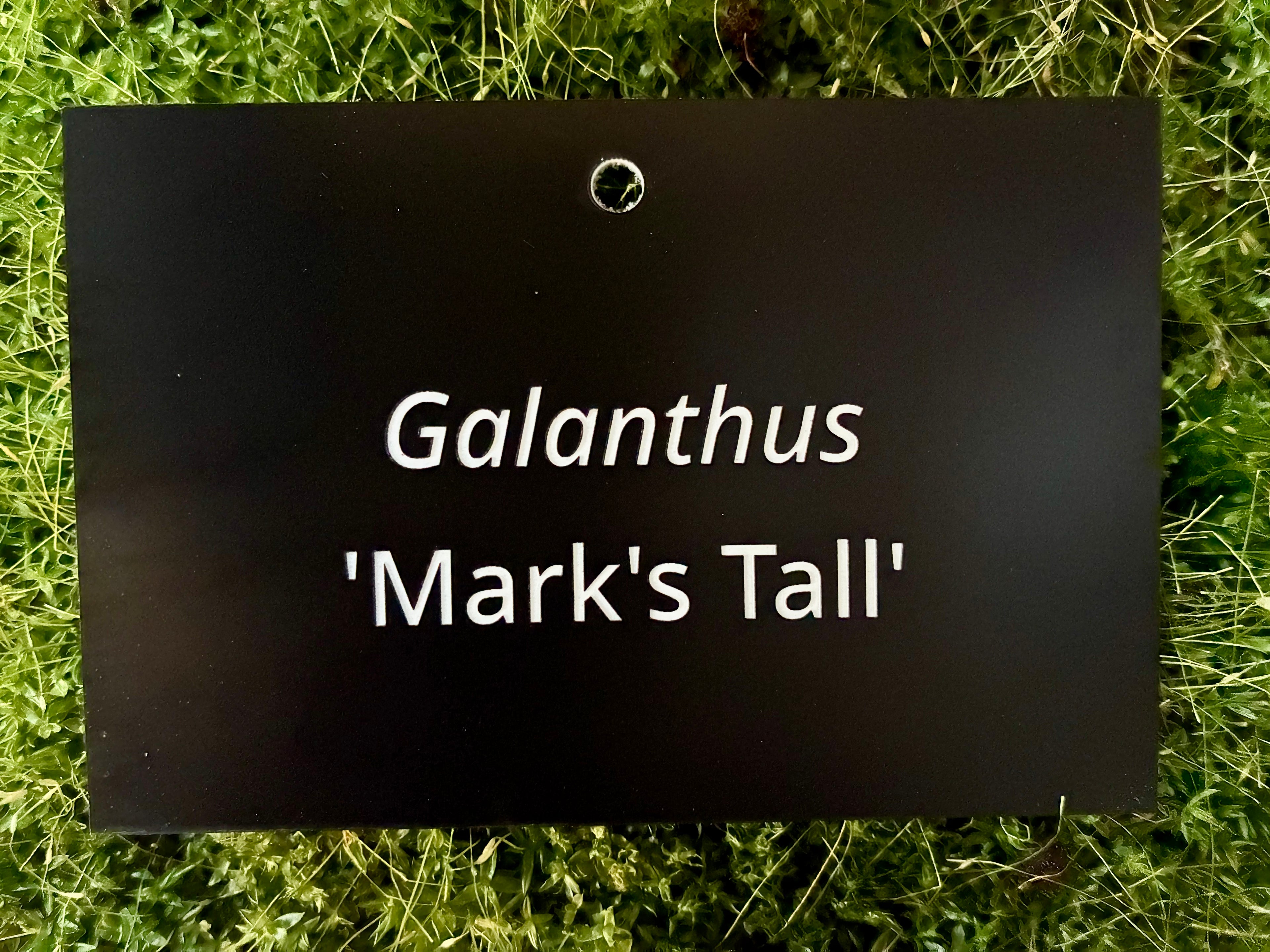 Galanthus 'Mark's Tall' - Plant label