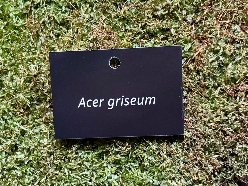 Acer griseum - Plant label