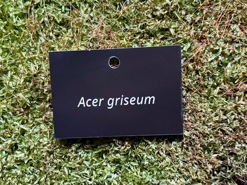 Acer griseum - Plant label