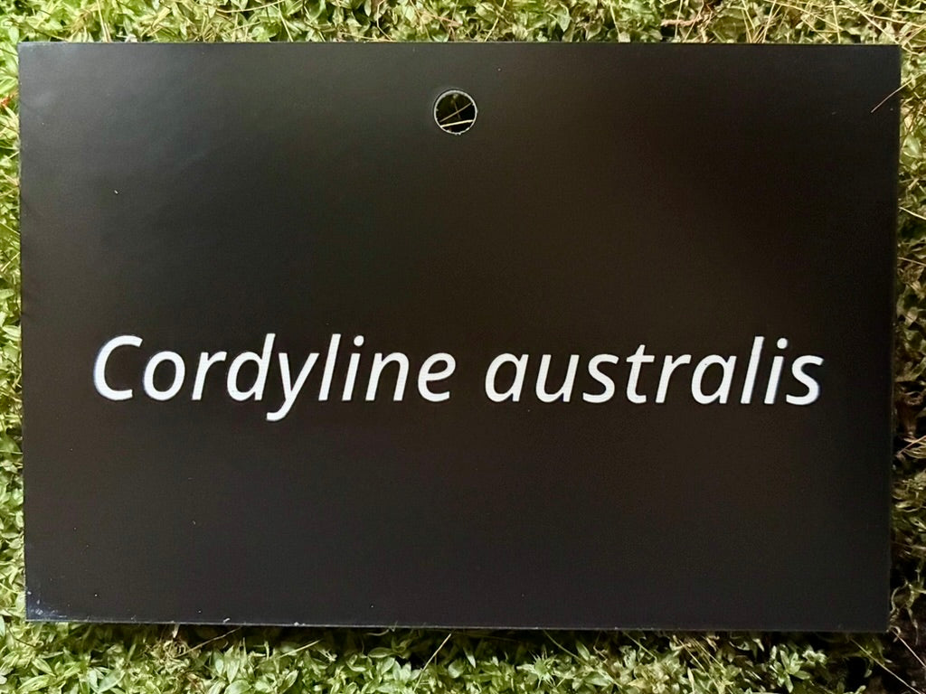 Cordyline australis - Plant label
